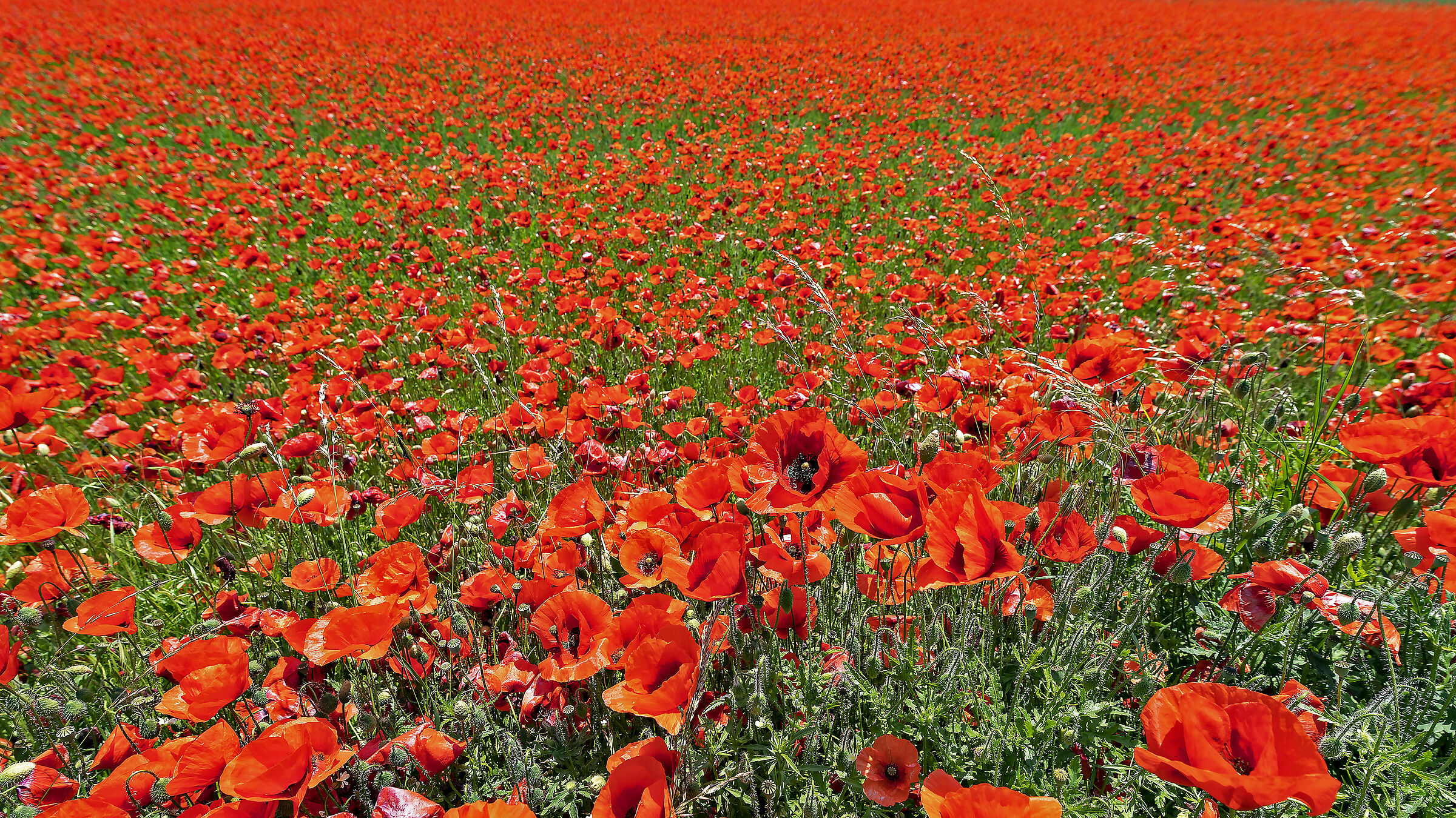 Semplicemente Rossooooooooooooooo