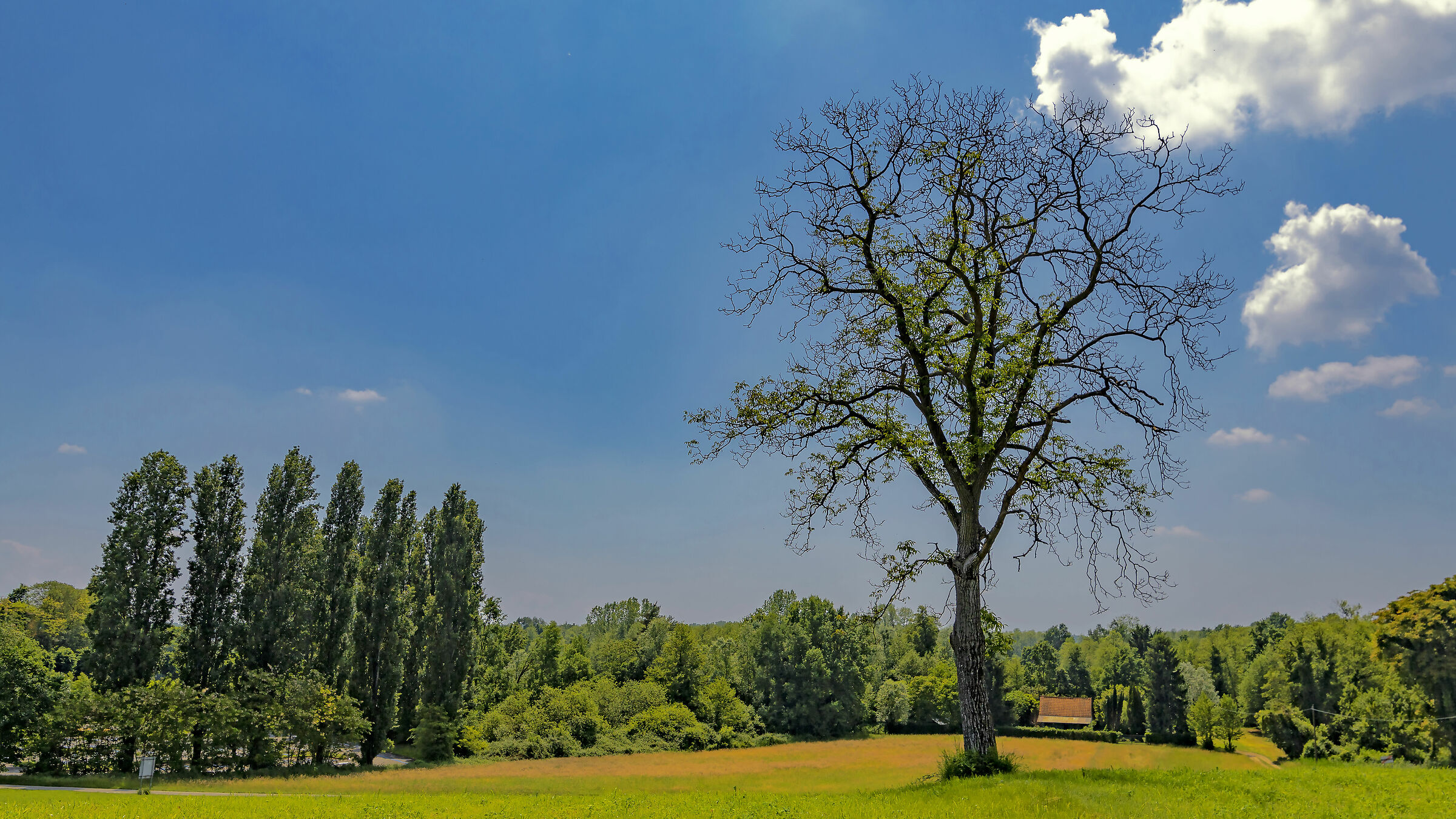 A tree called the Birds and made a testament