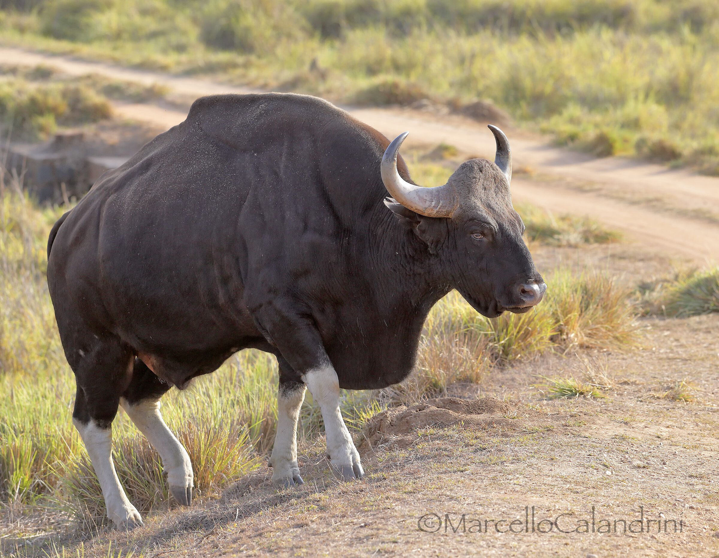 Toro Gaur