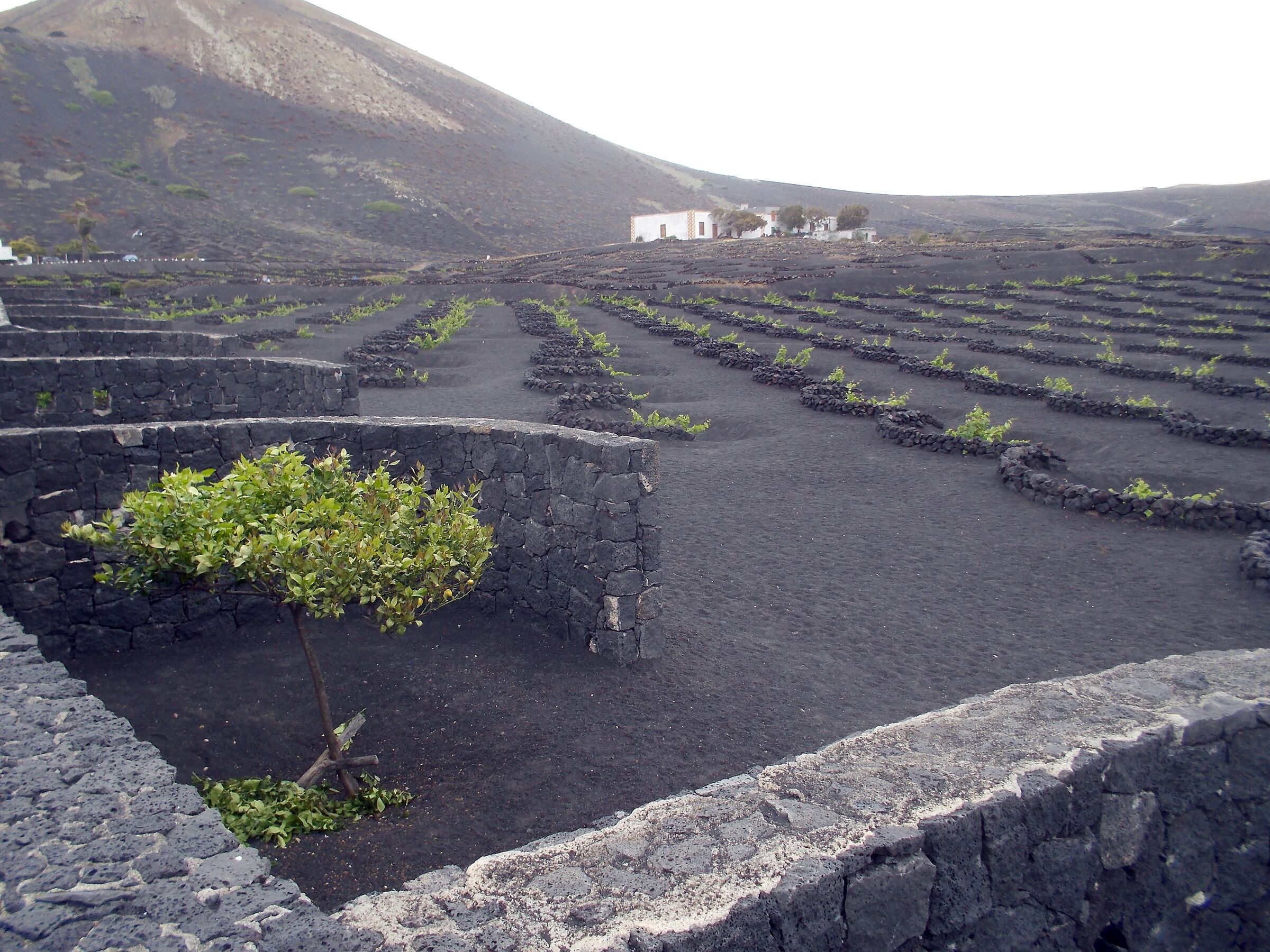VINE CULTIVATION IN LANZAROTE