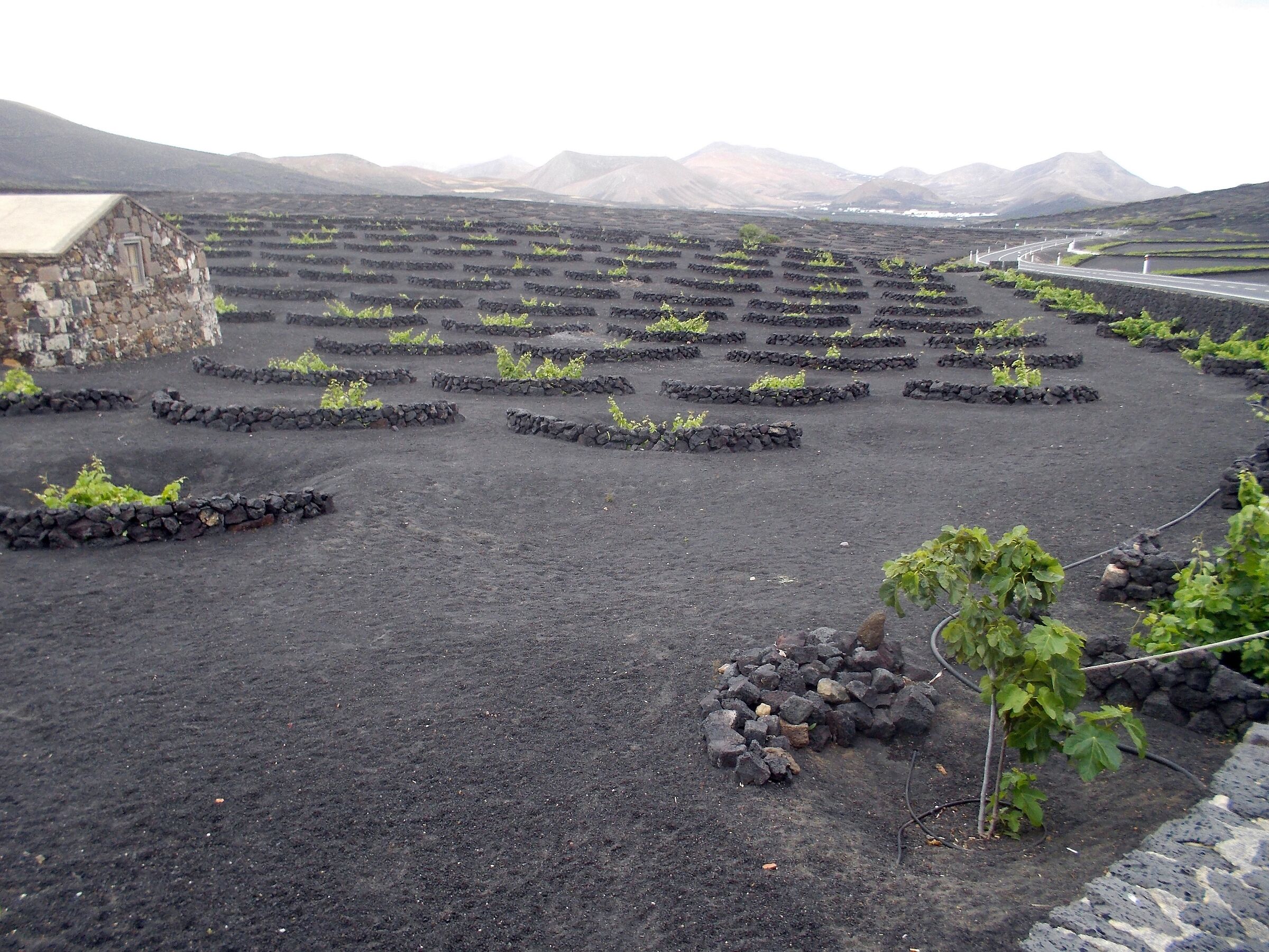 VINE CULTIVATION IN LANZAROTE