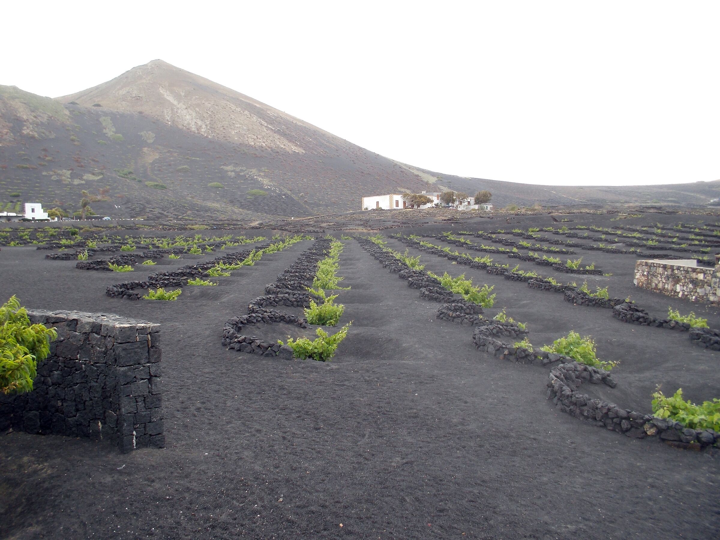 VINE CULTIVATION IN LANZAROTE