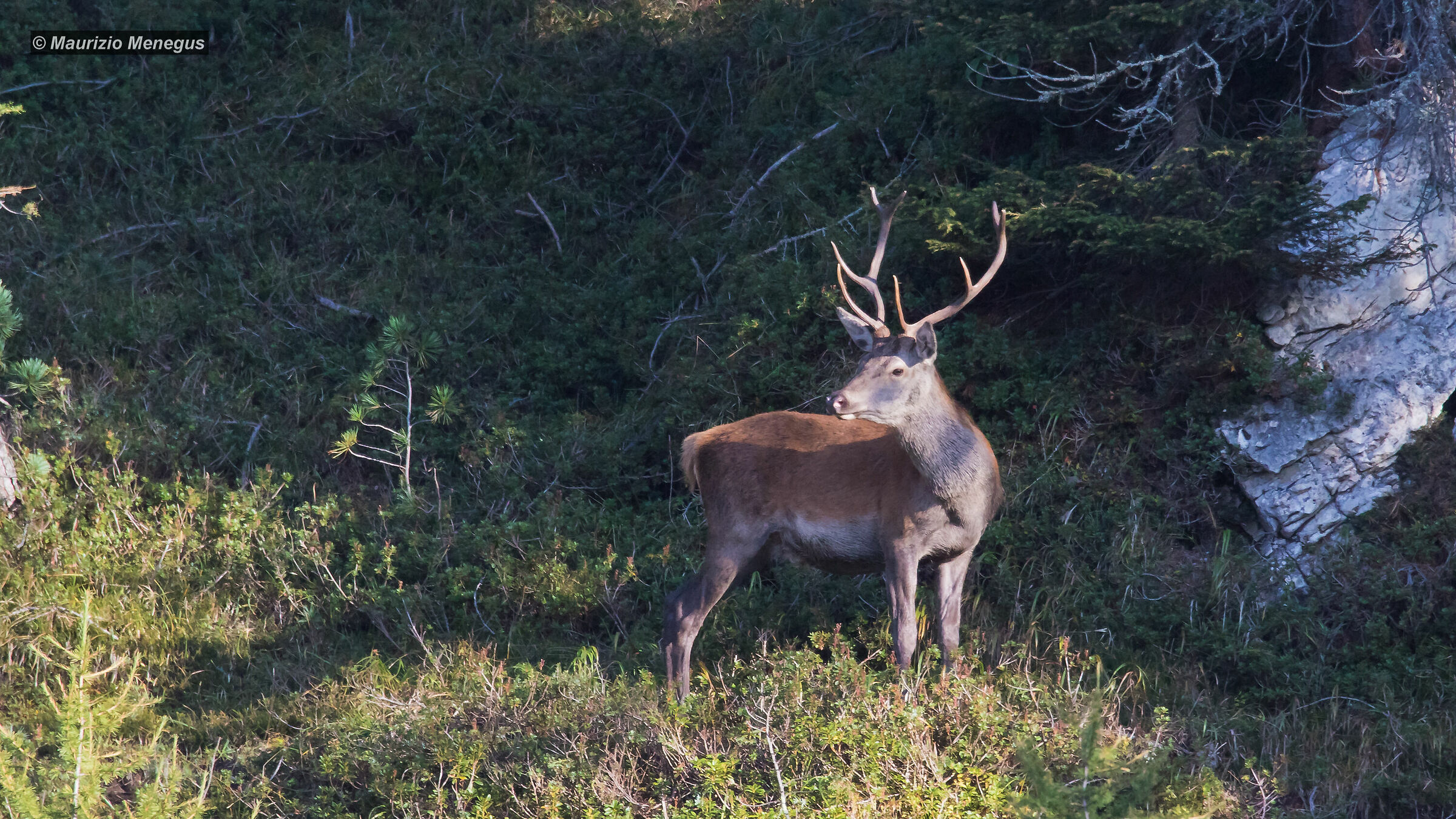 Cervo maschio a settembre