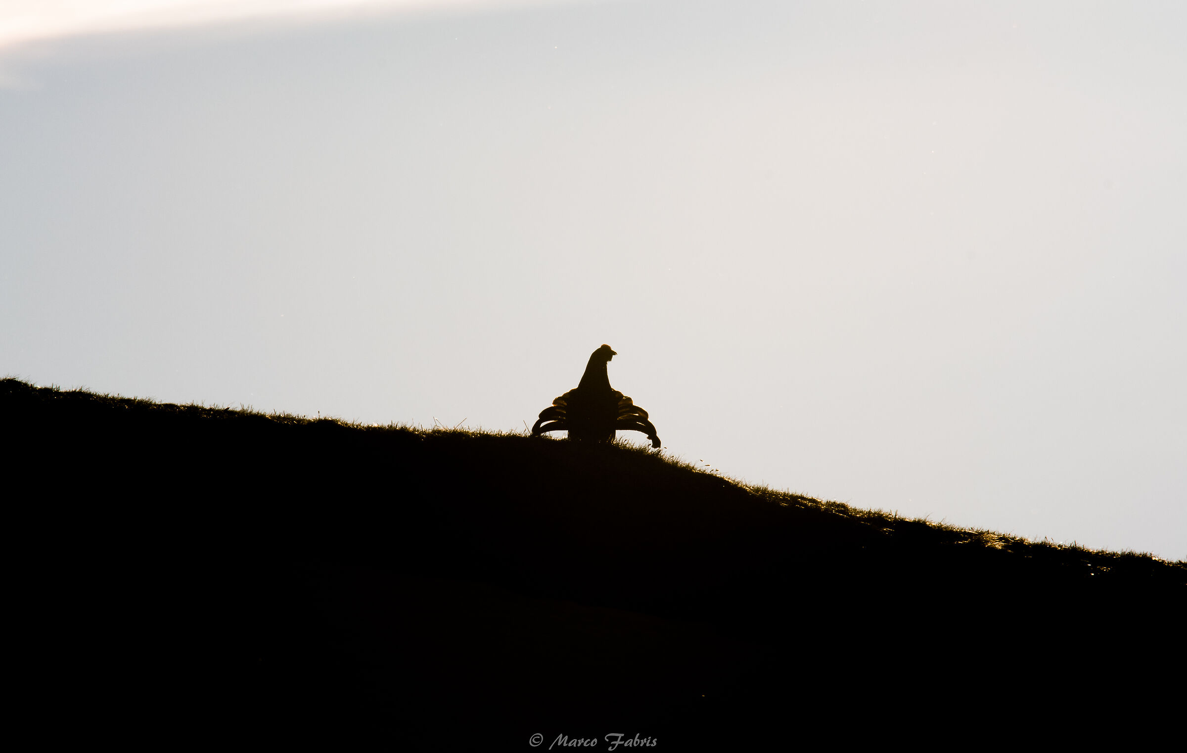 Distinctive Silhouette...