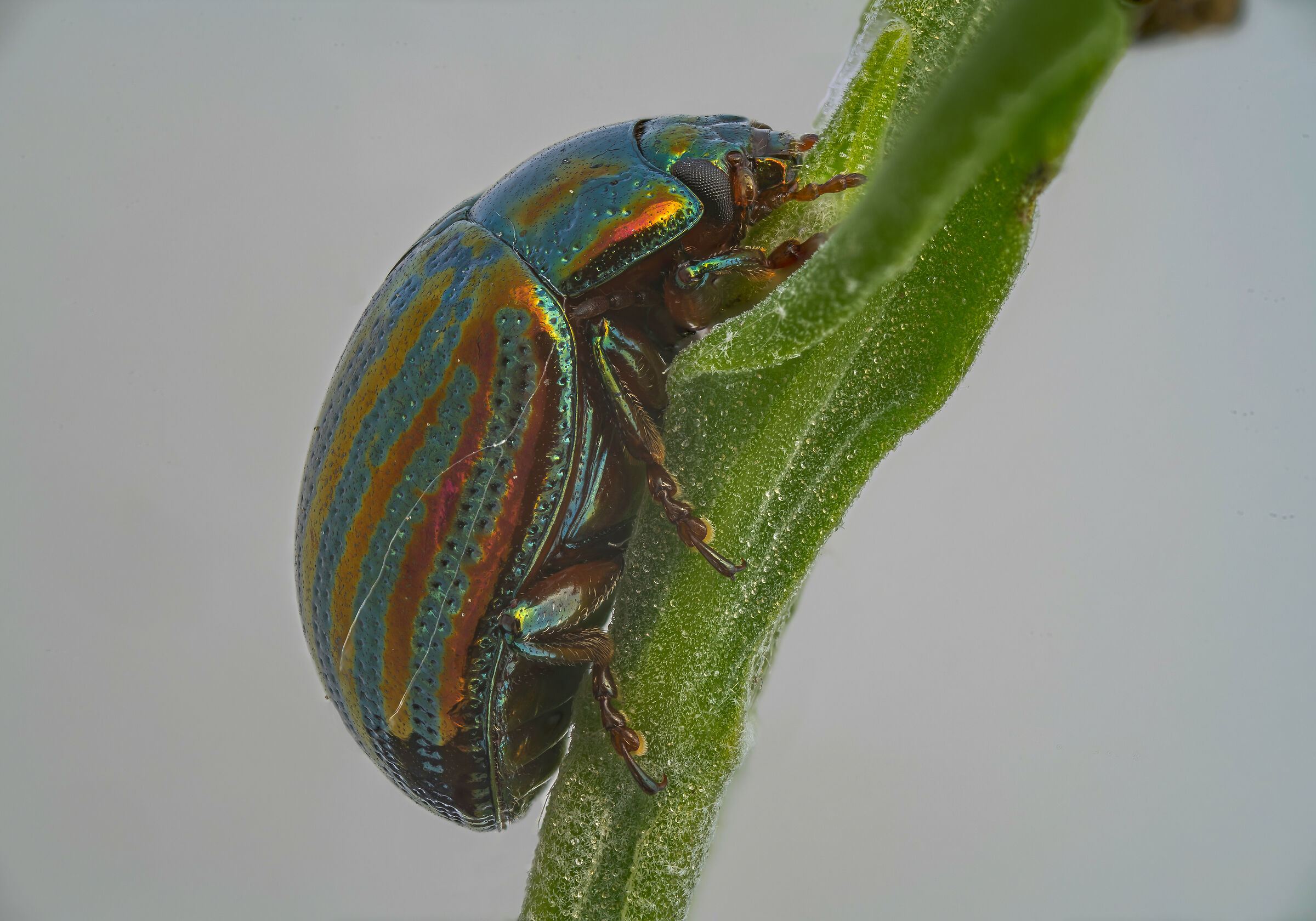 After cleaning the clone