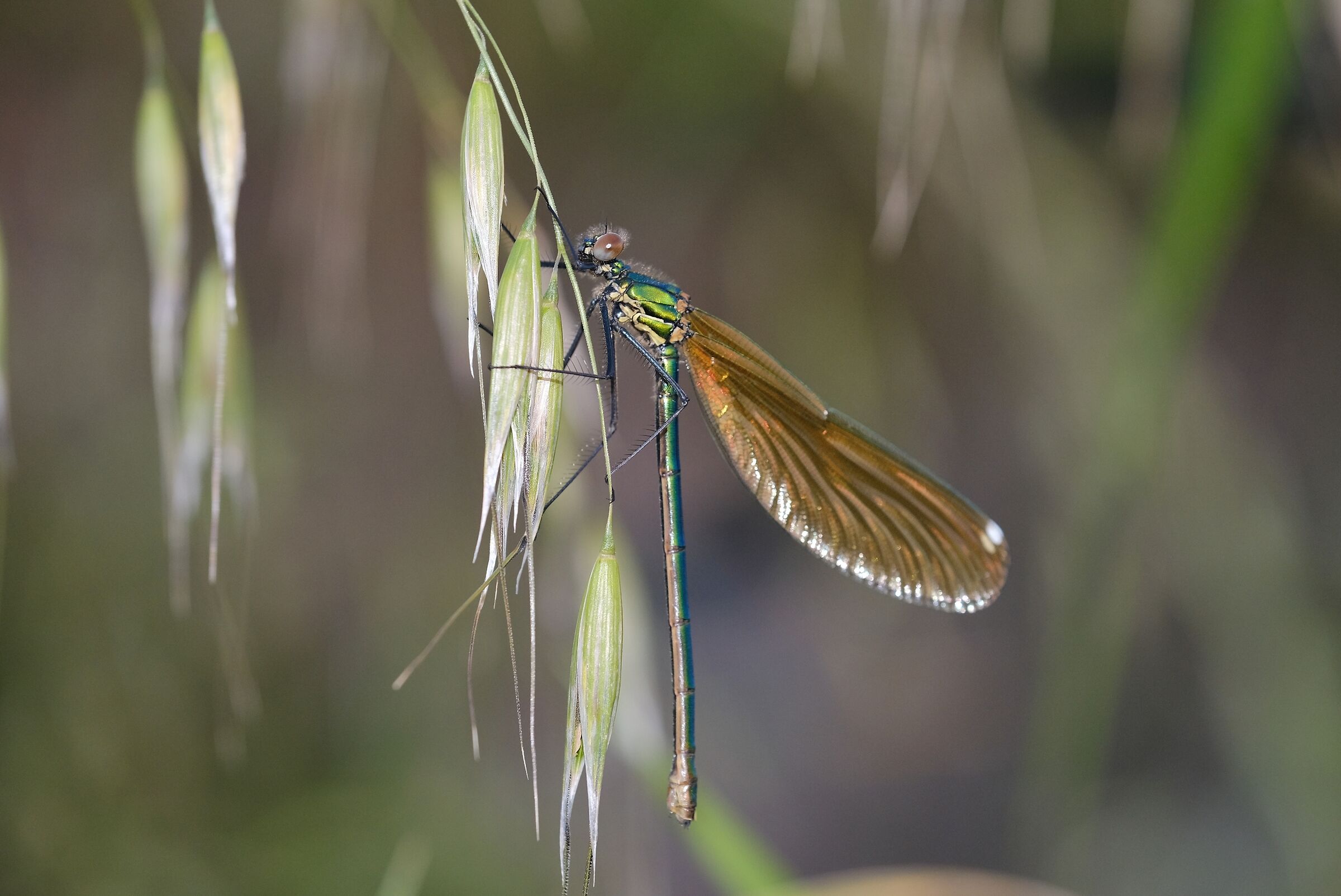 Libellula