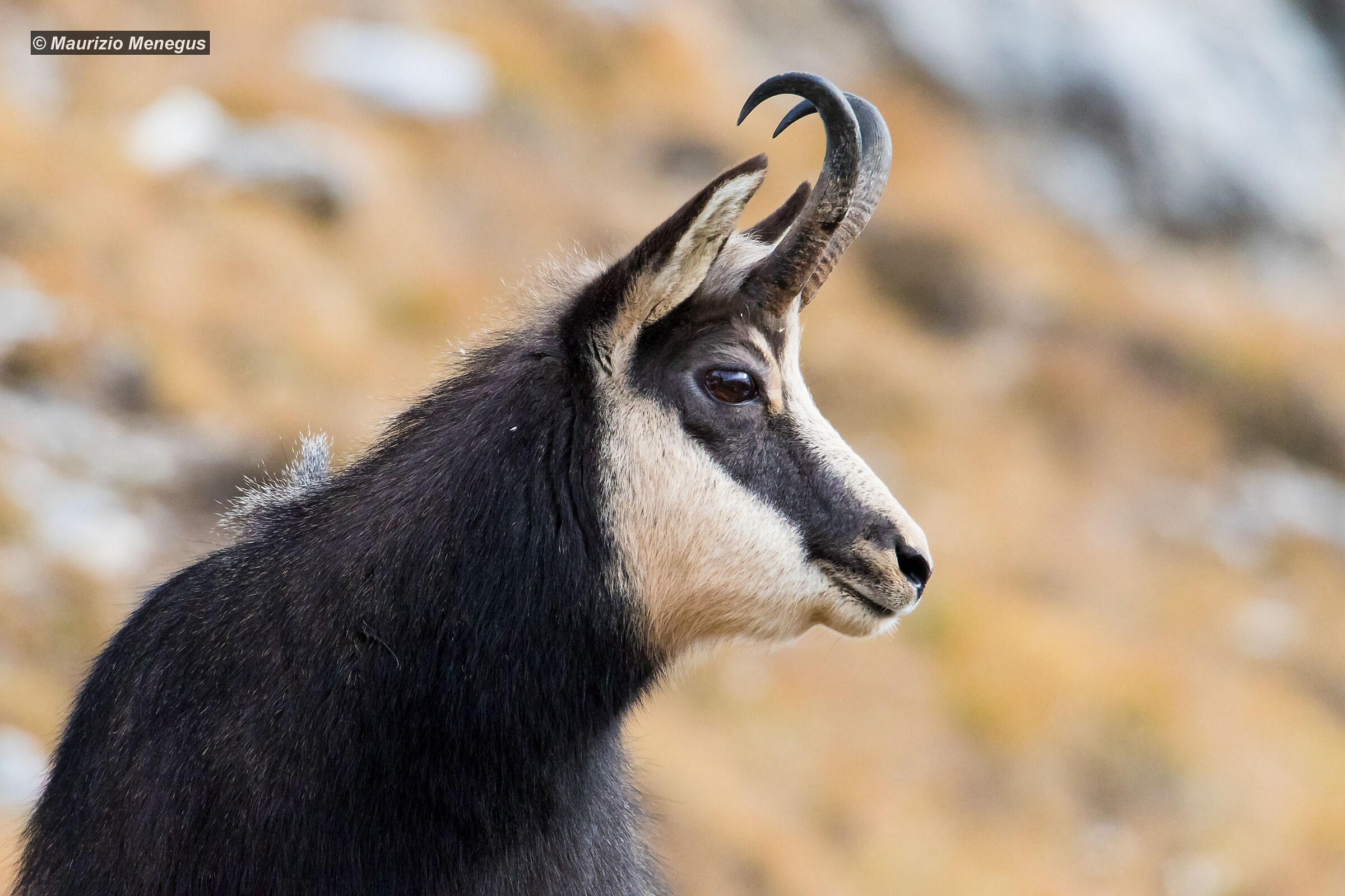Camoscio adulto a novembre