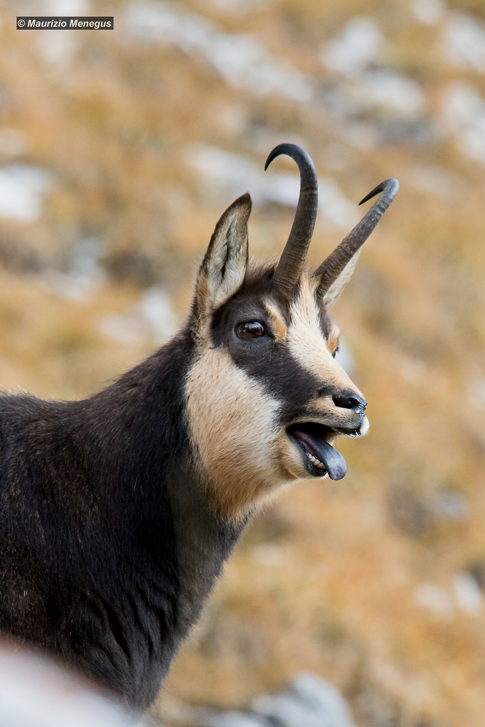 Nel pieno degli amori
