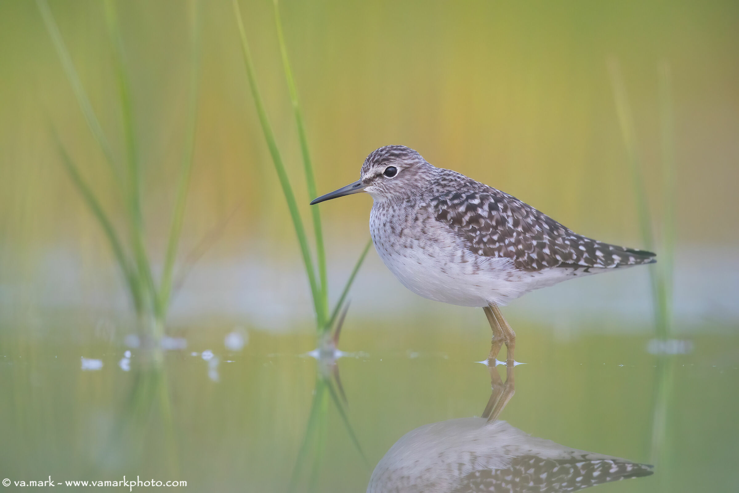 Piro Piro Boschereccio