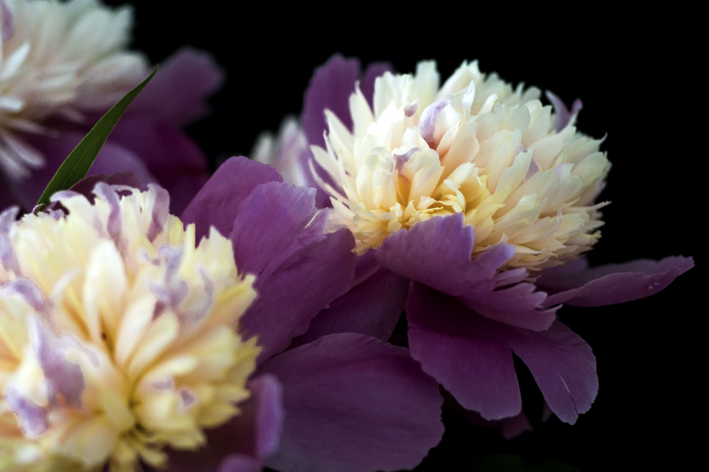 Peony