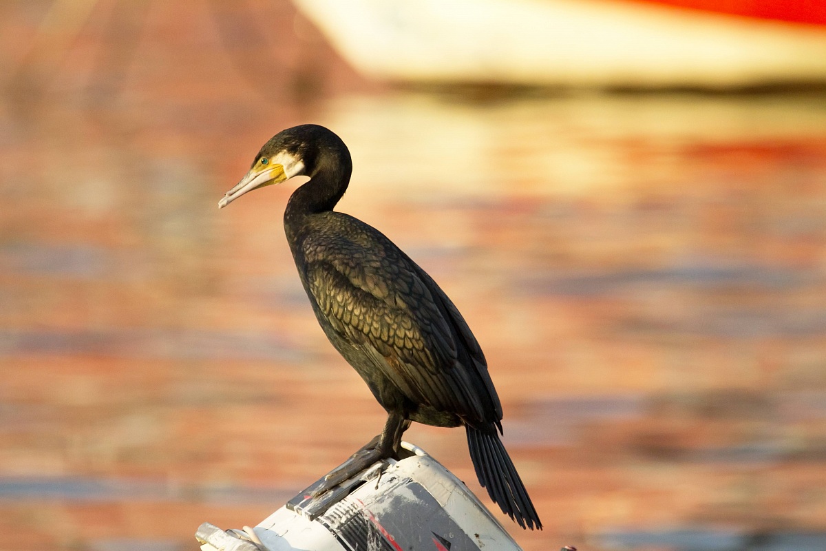 Cormorano al tramonto