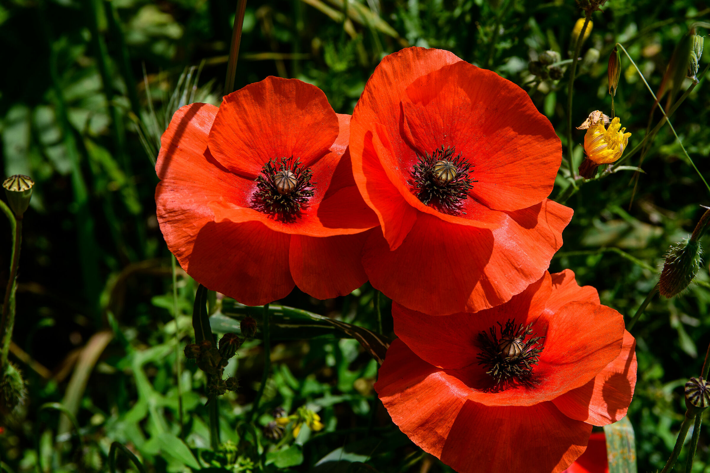 ROME-Poppies in the park of the aqueducts