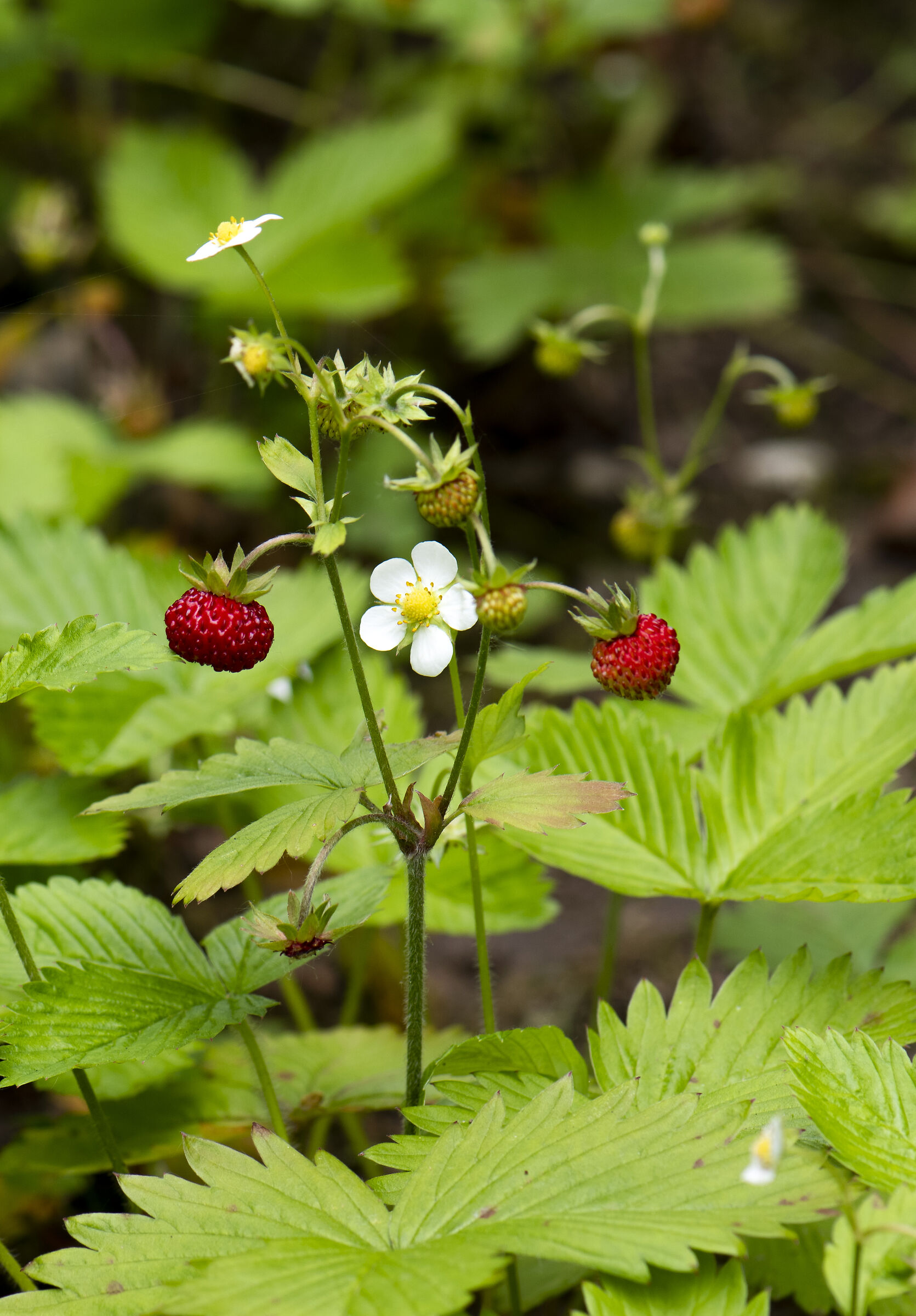 Wild Strawberries