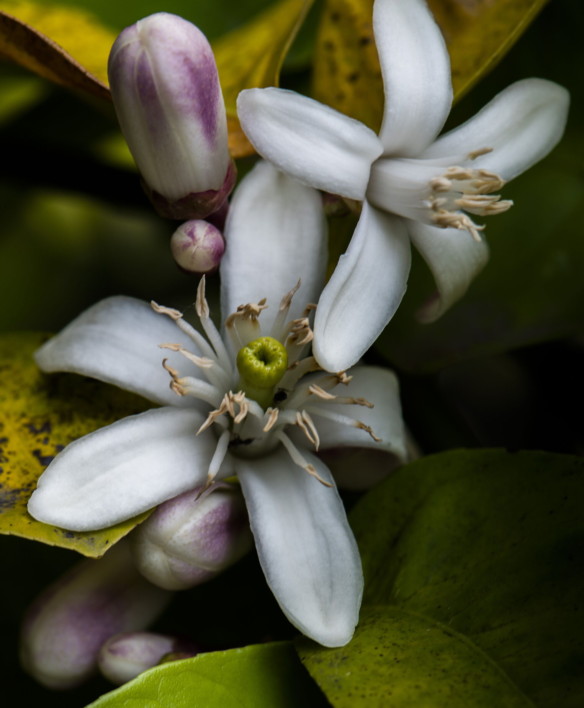 Lemon blossom