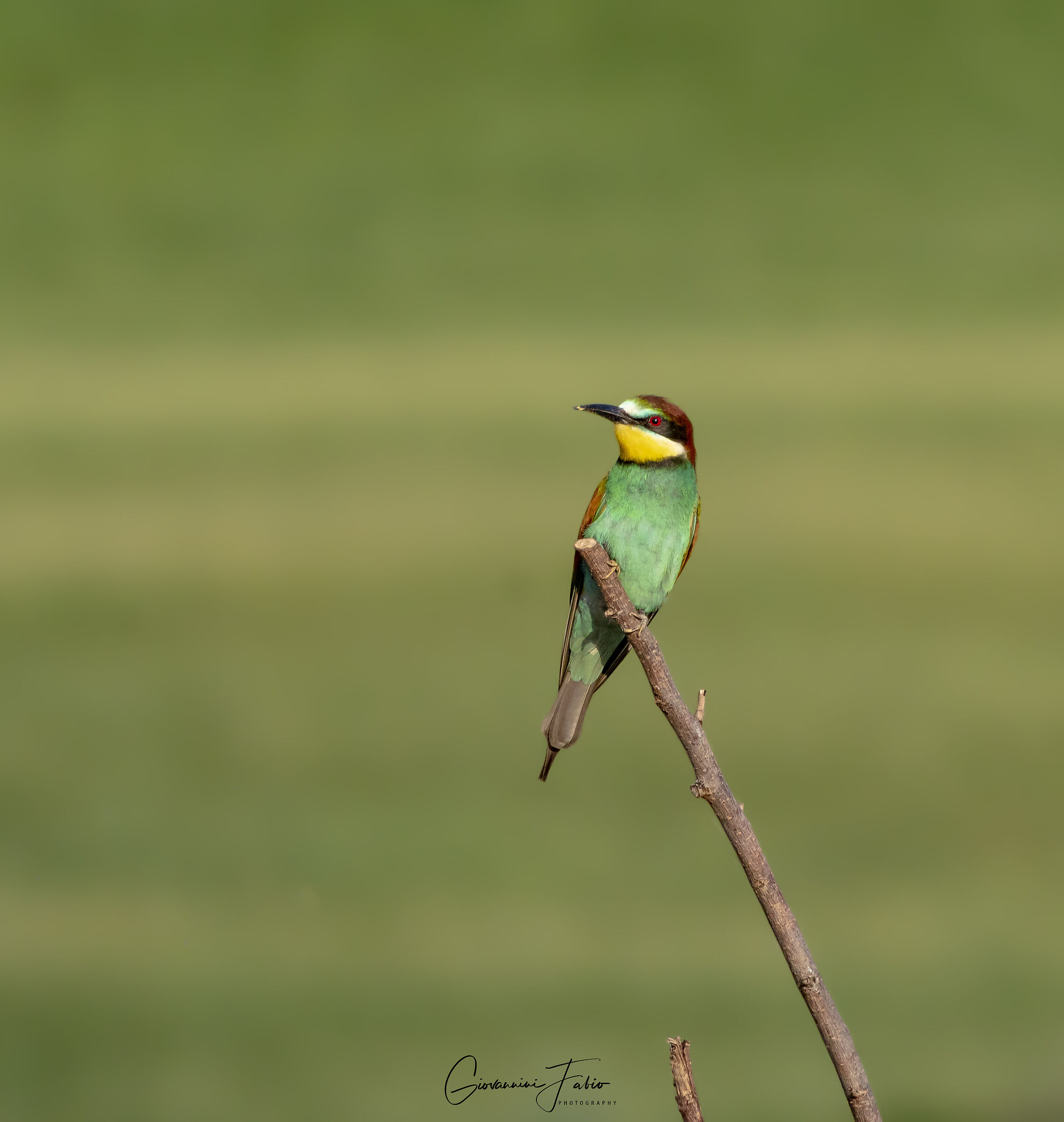 Bee-eater