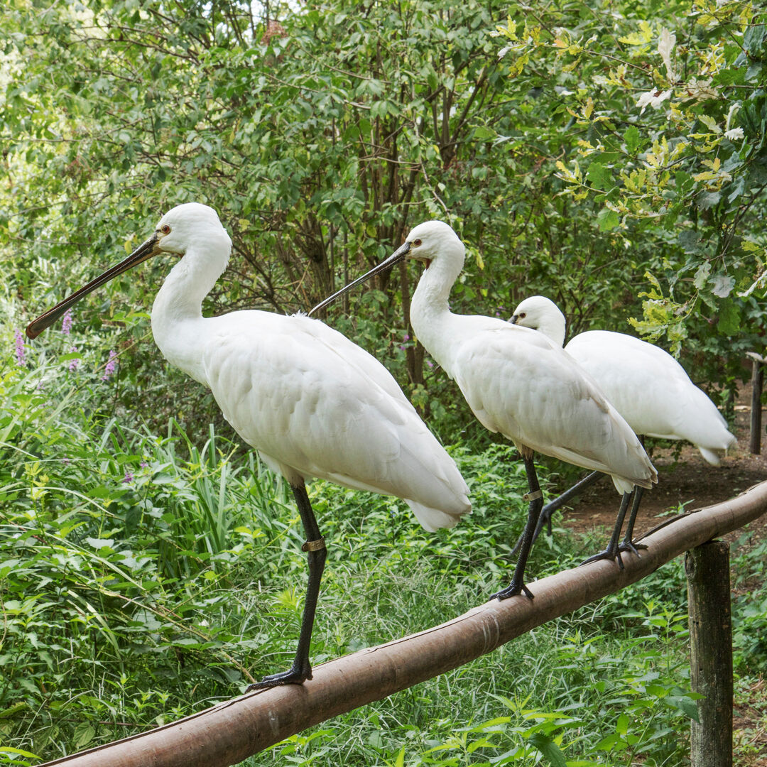 Fauna dell'Oasi di Sant'Alessio #3