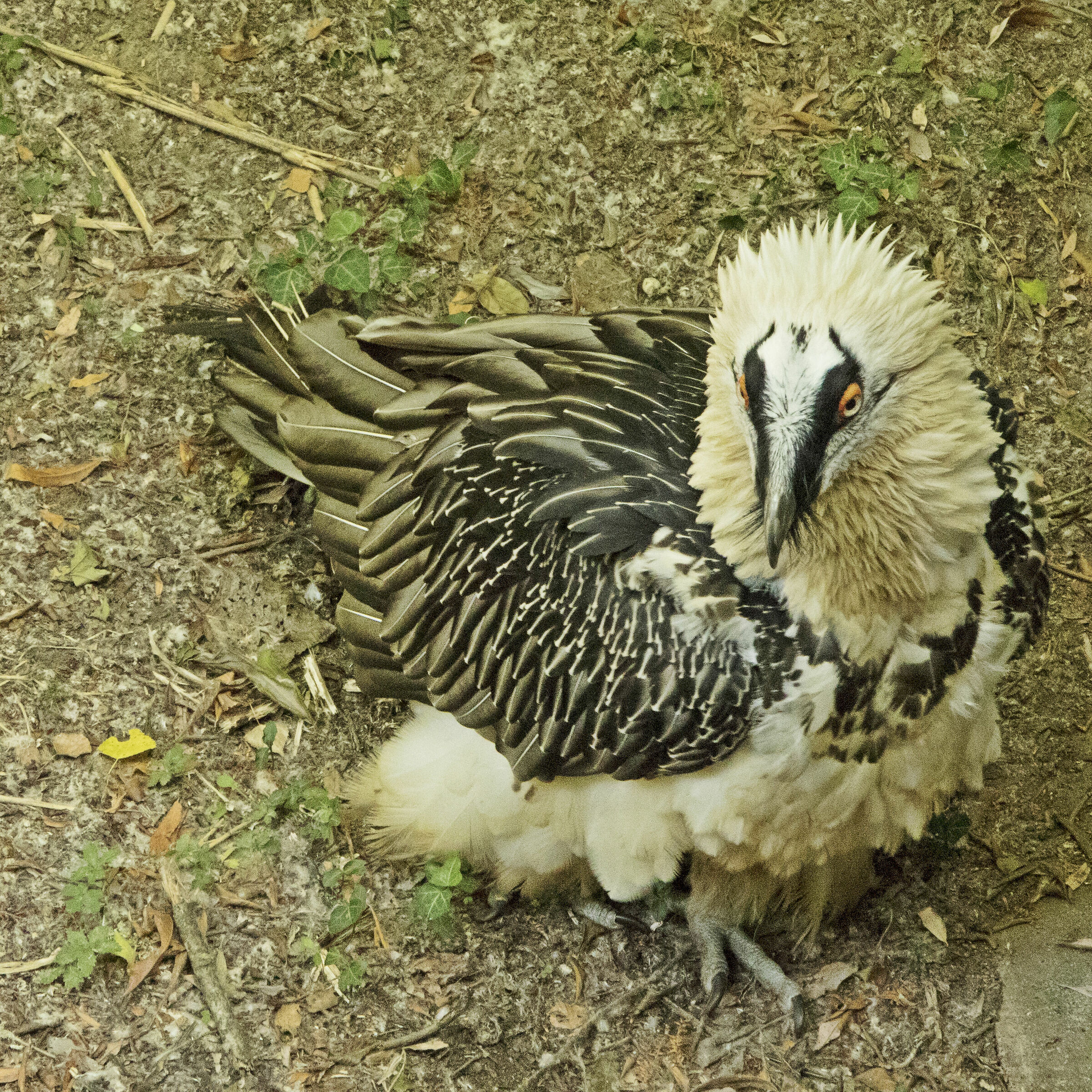 Fauna dell'Oasi di Sant'Alessio #4