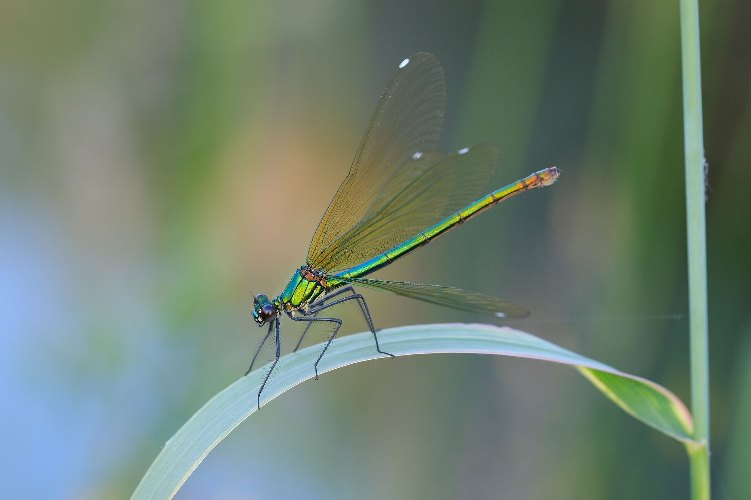 Dragonfly