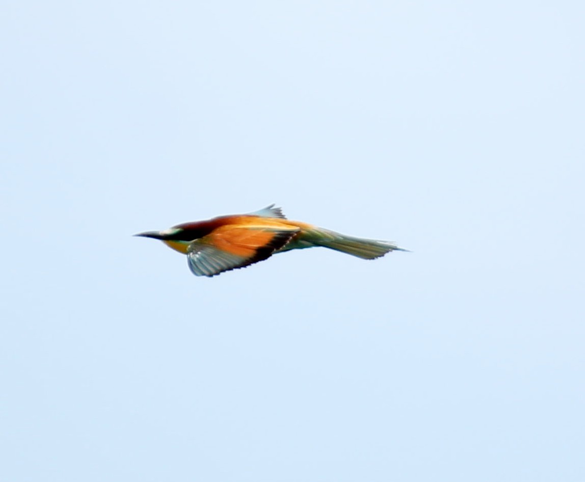 Bee-eater