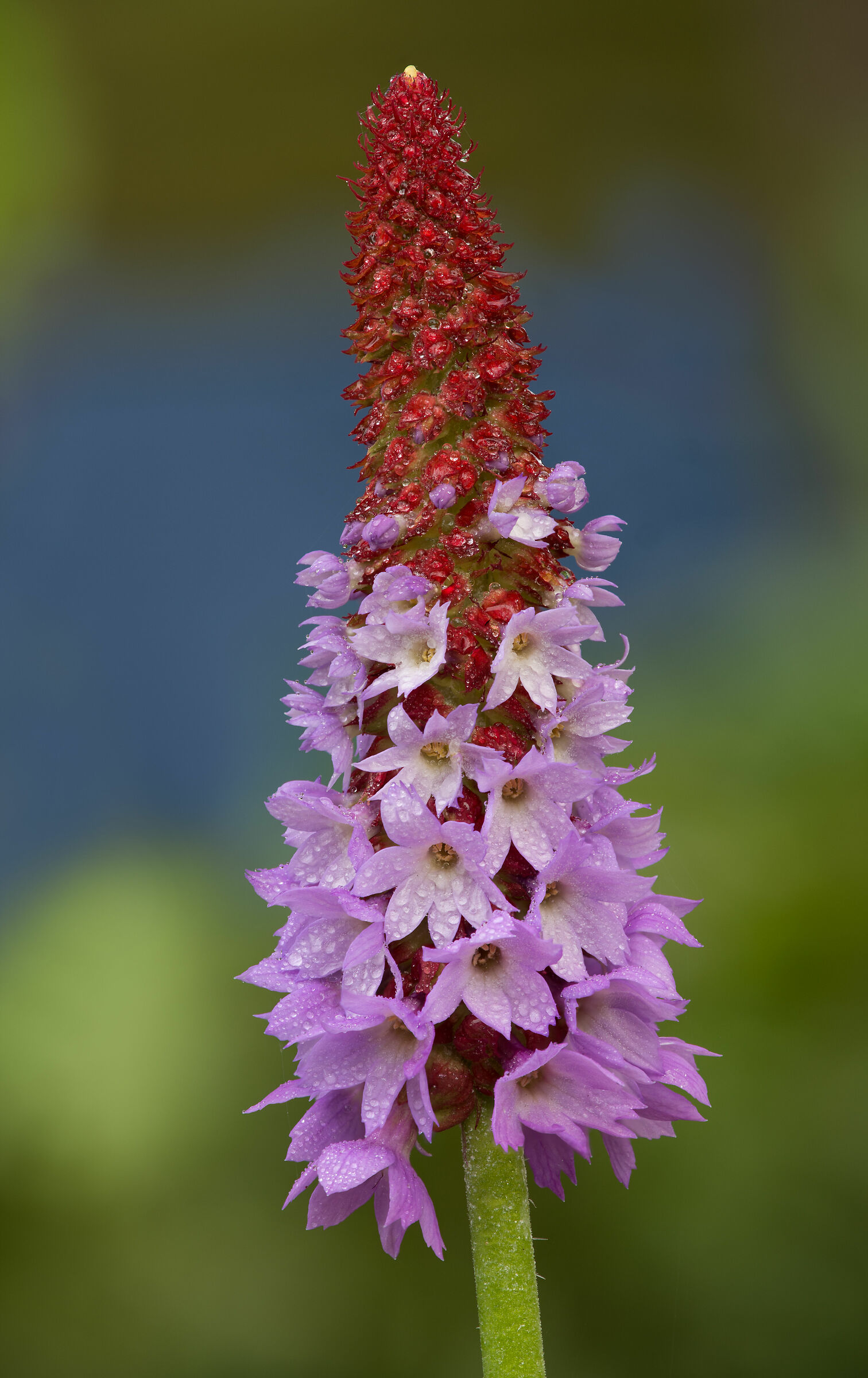 Primula vialii