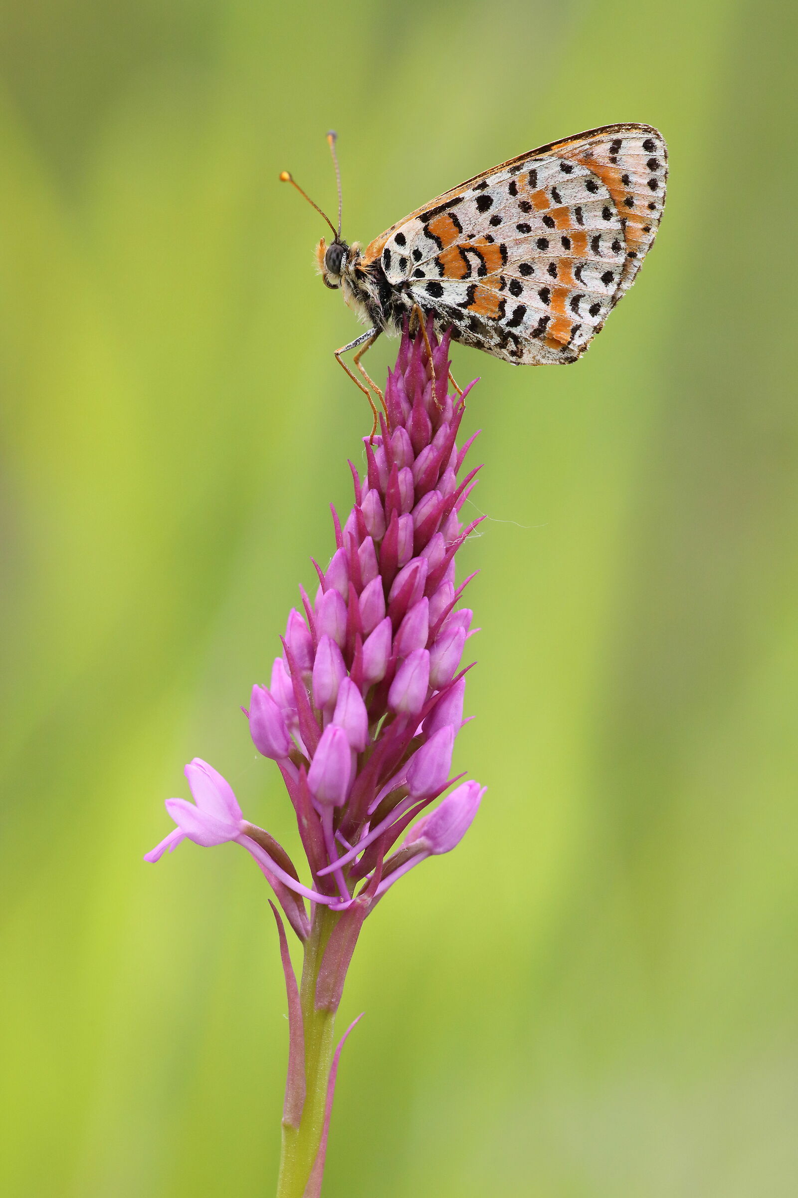 Anacamptis Pyramidalis with Guest
