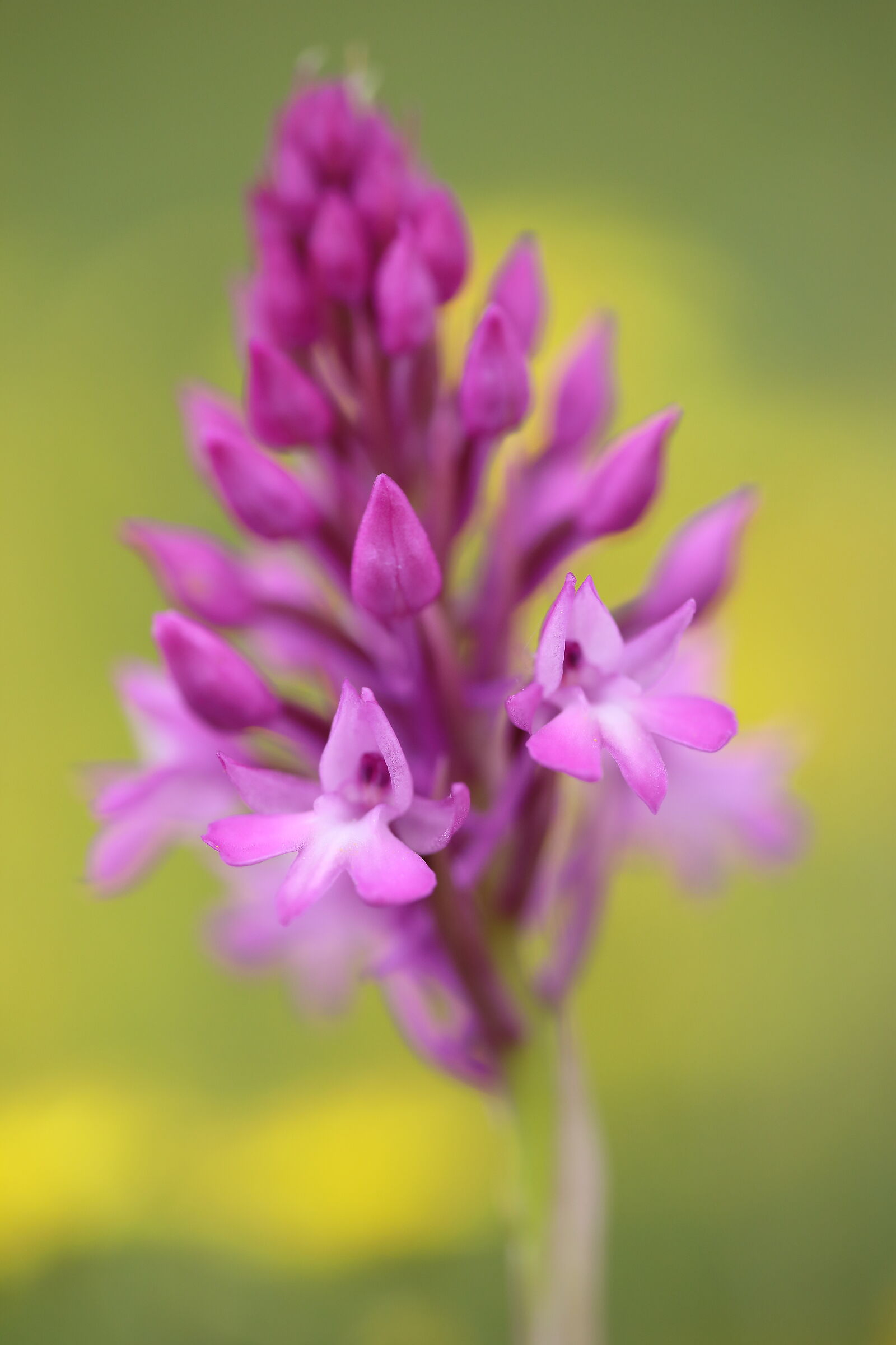 Anacamptis pyramidalis