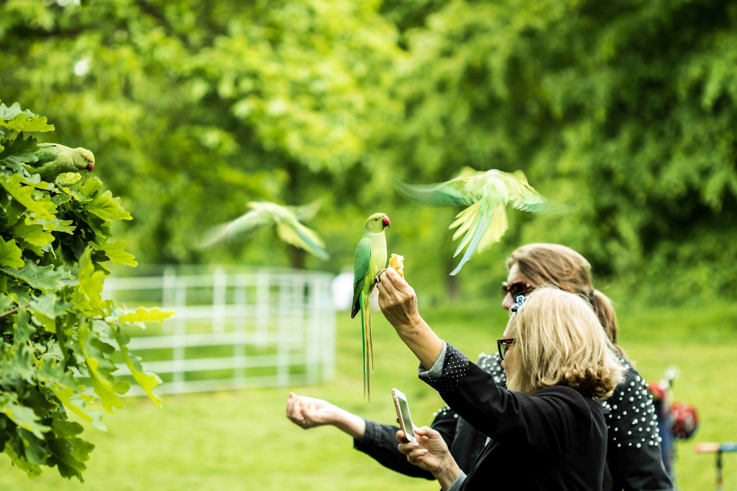 Parrots at Hyde Park eating apples