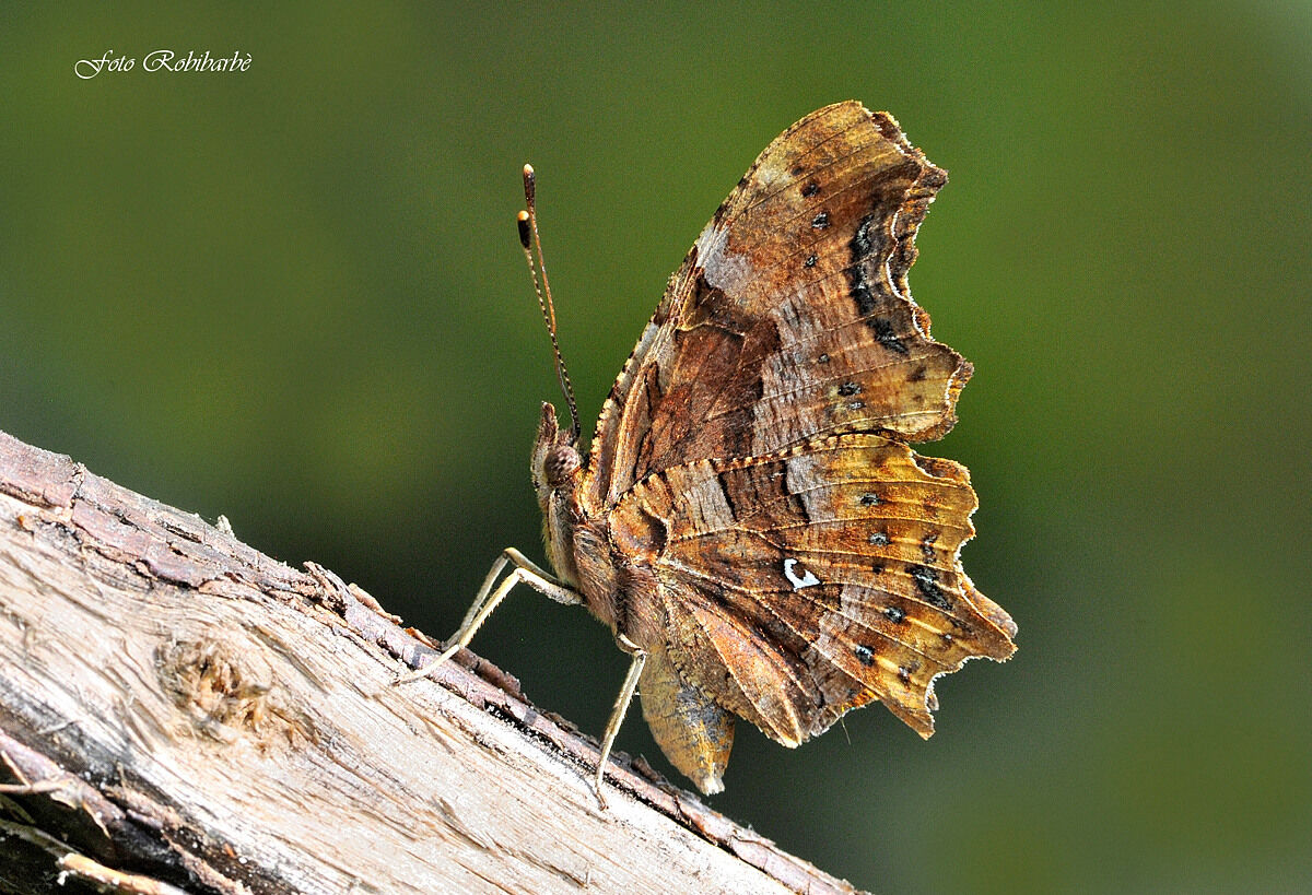 Vanessa "C" Bianca...