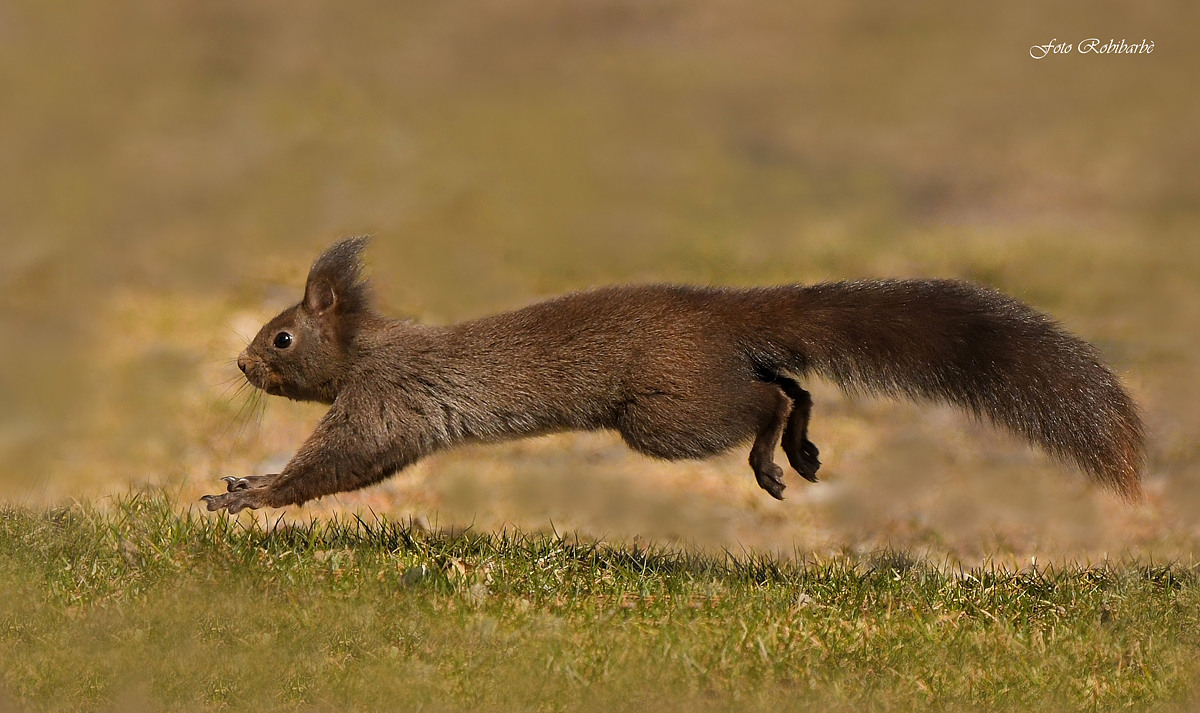 squirrel... Lightning...