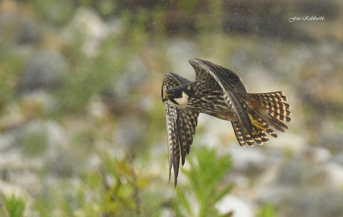 Hunting in the rain...