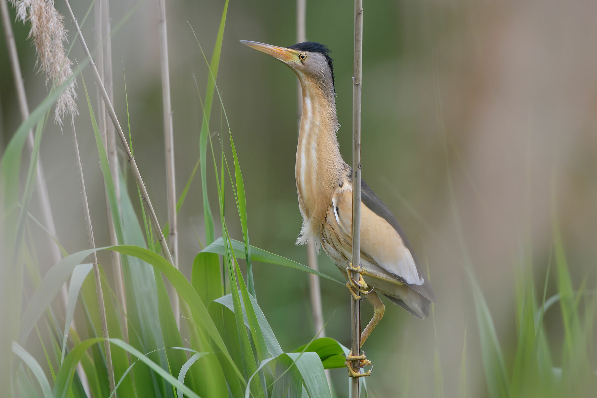 Little Bittern