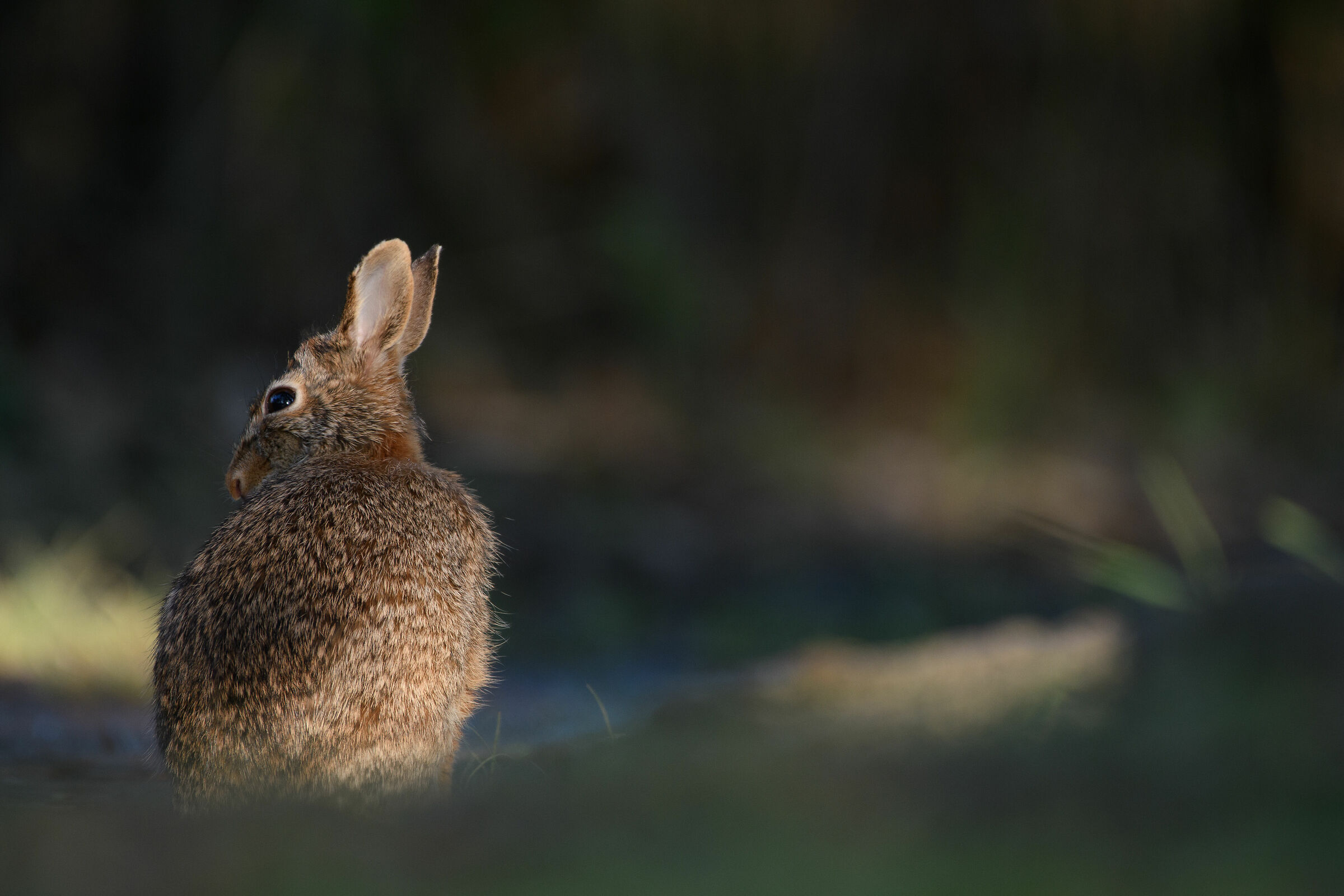 Cottontail