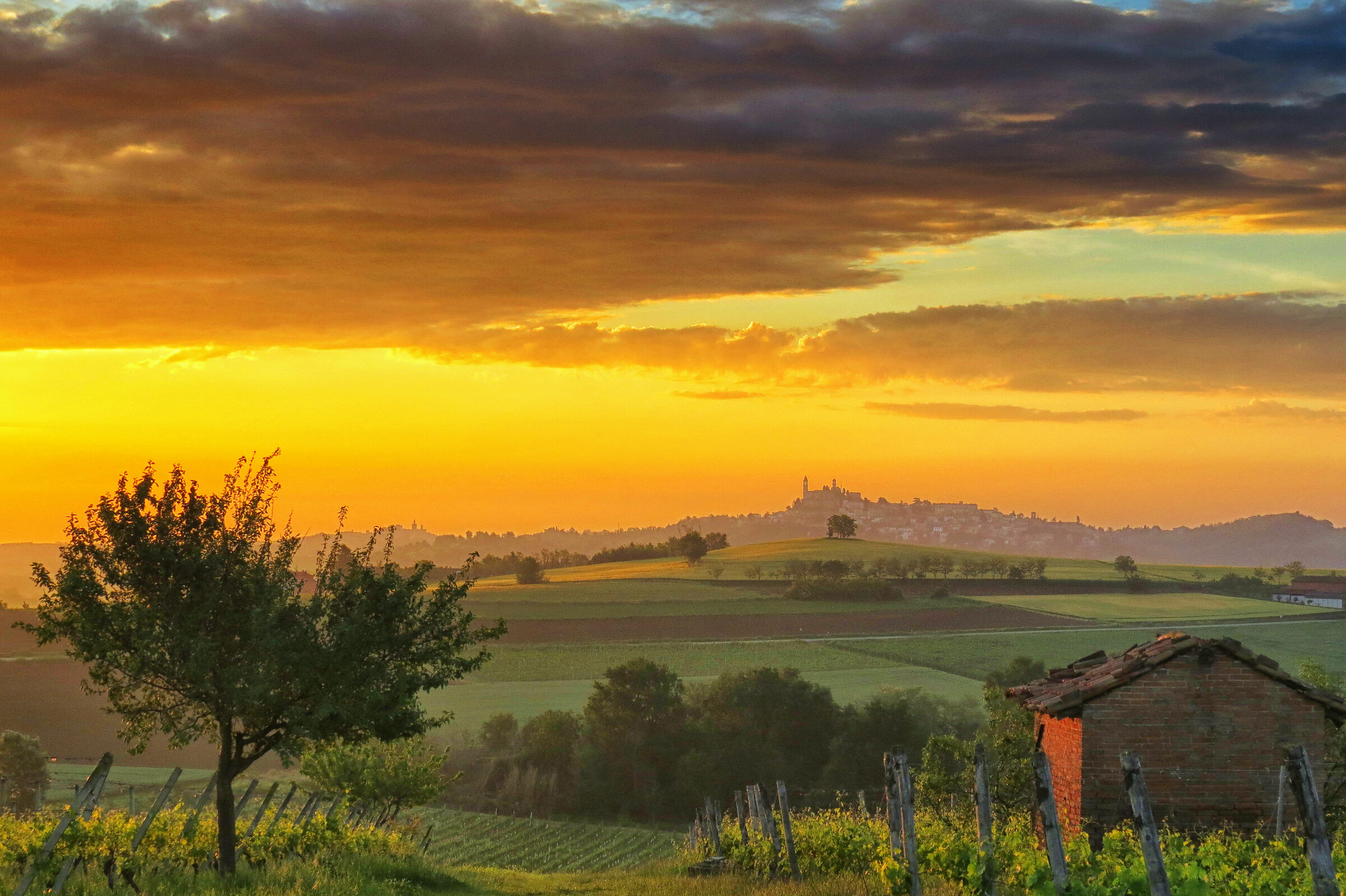 Alto Monferrato "Vignale"