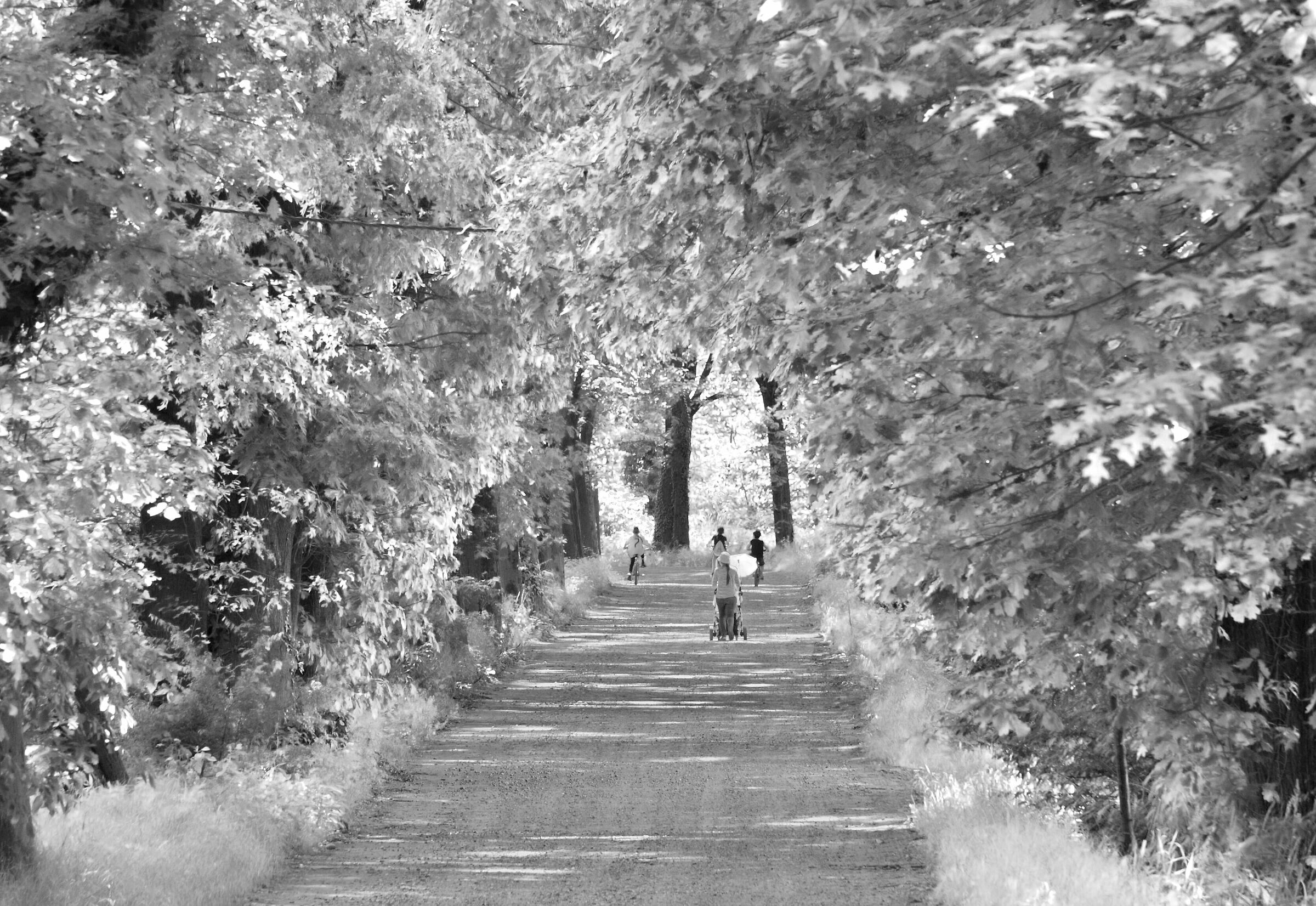La strada nel bosco fatato