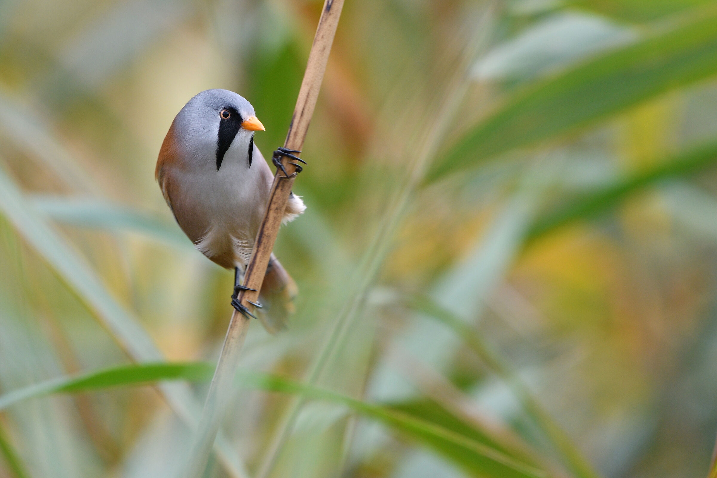 Bearded Reedling