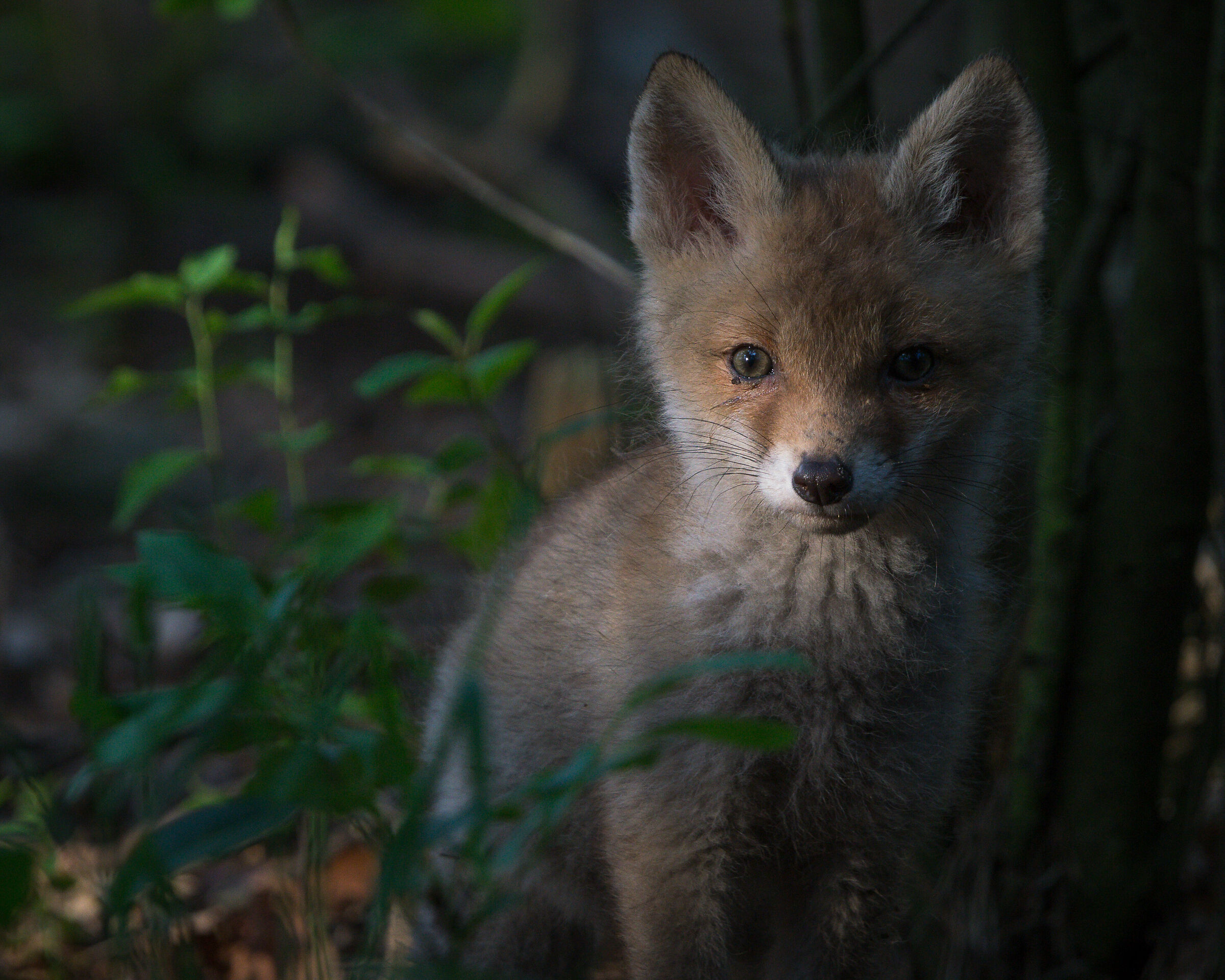 Volpe rossa (Vulpes vulpes)