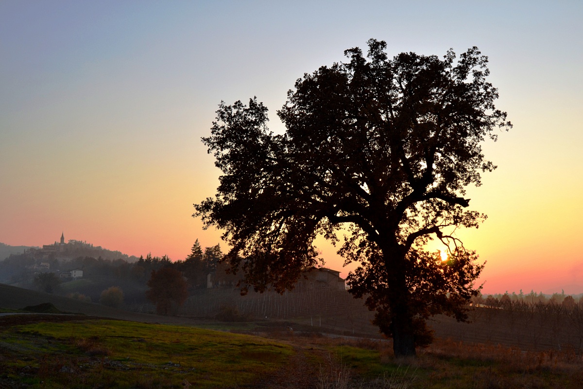 Savignano sul Panaro oak