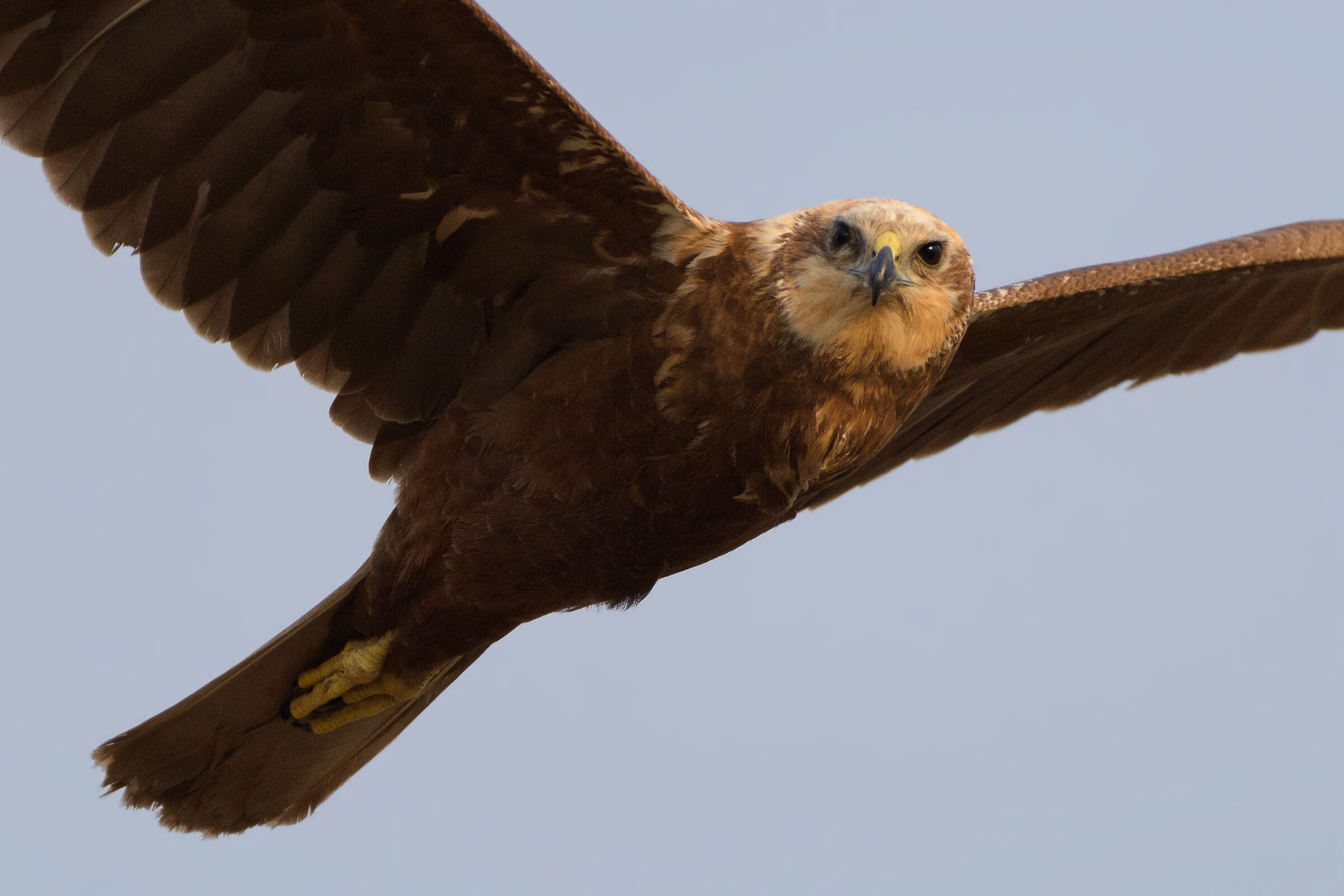 The eyes of a lady..