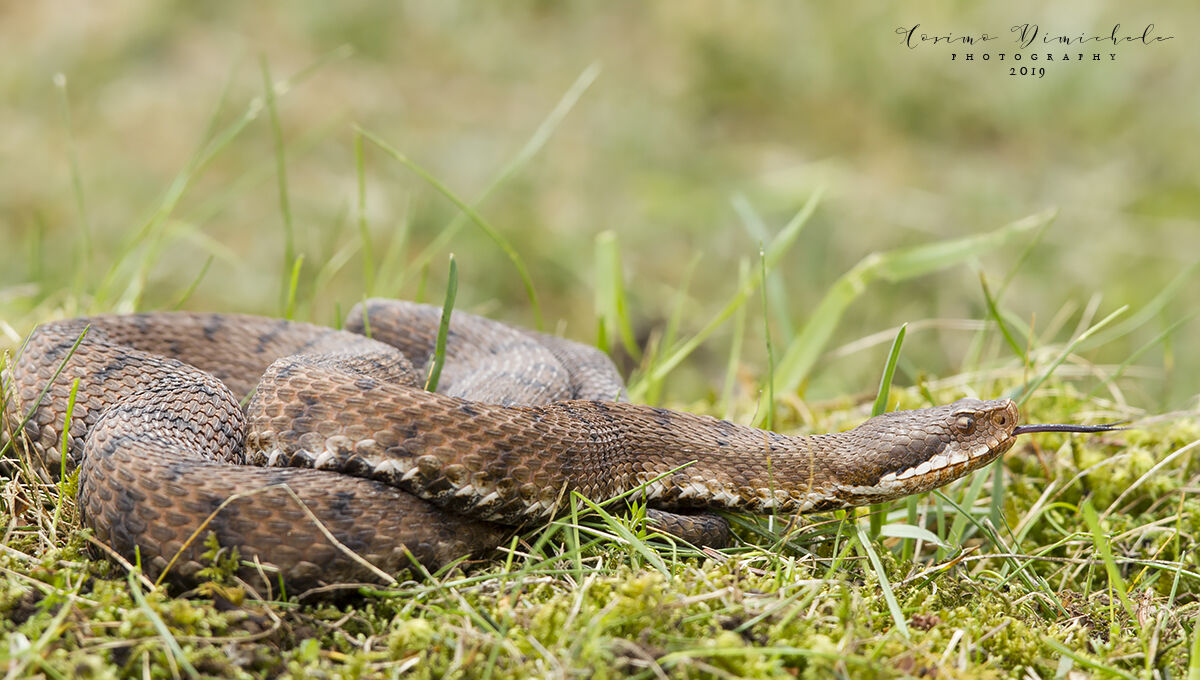 Vipera