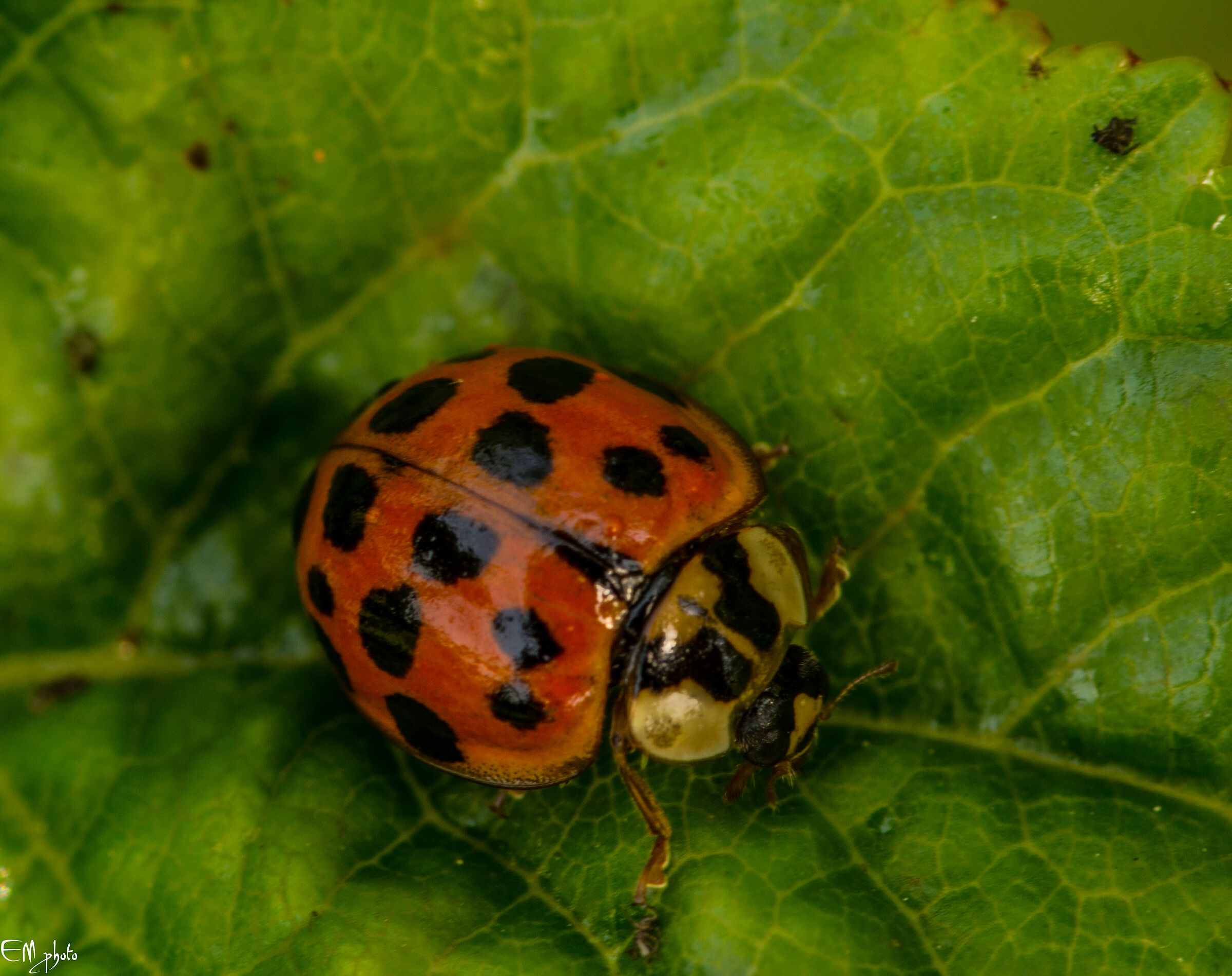 coccinella ar×