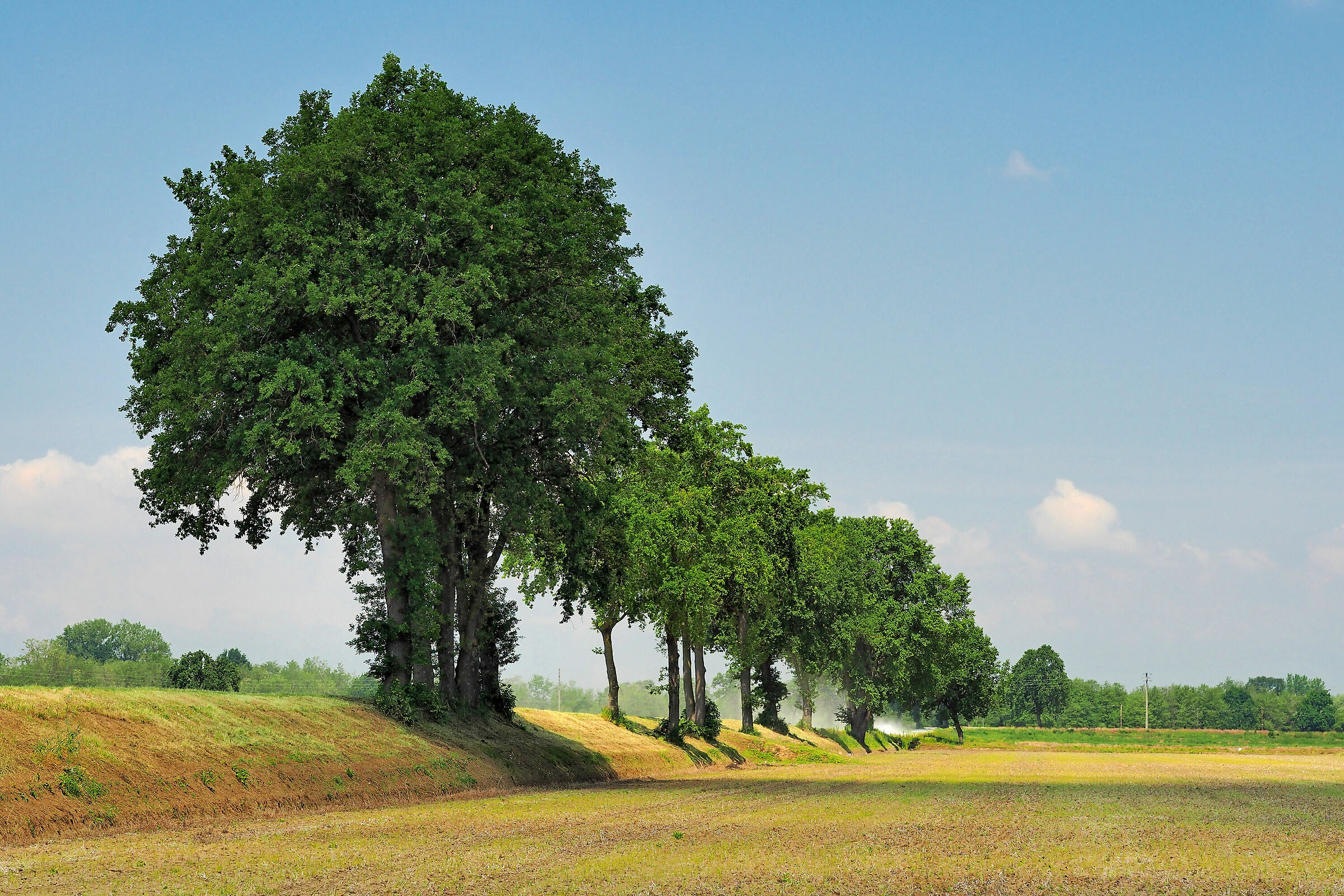 Le querce di Buscaiolo