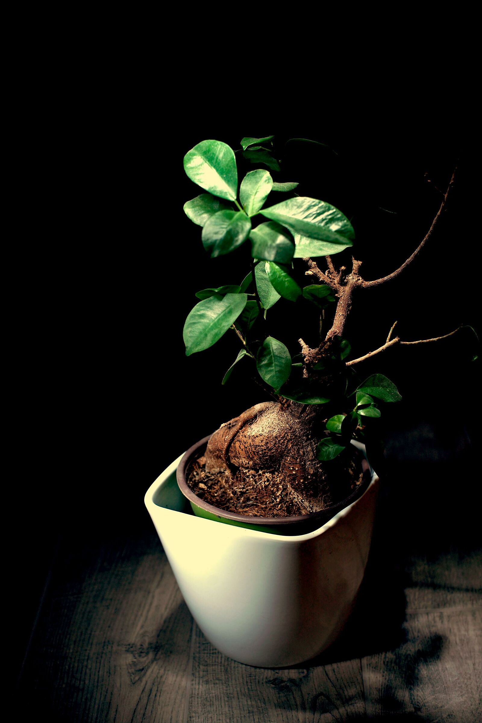 Still life... But not too