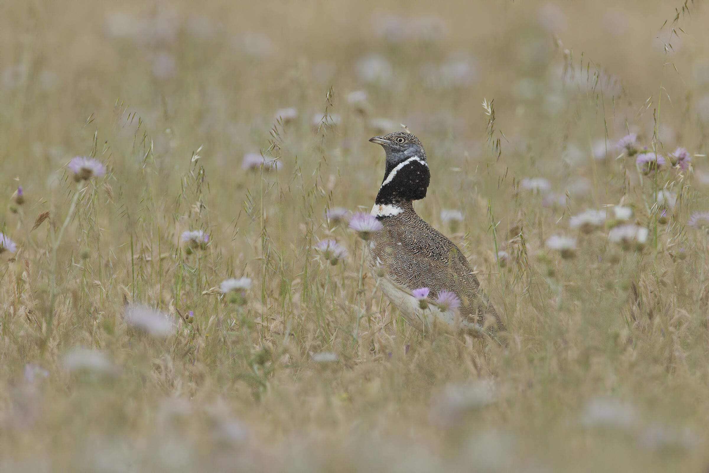 Spaghetti hen (Tetrax tetrax)