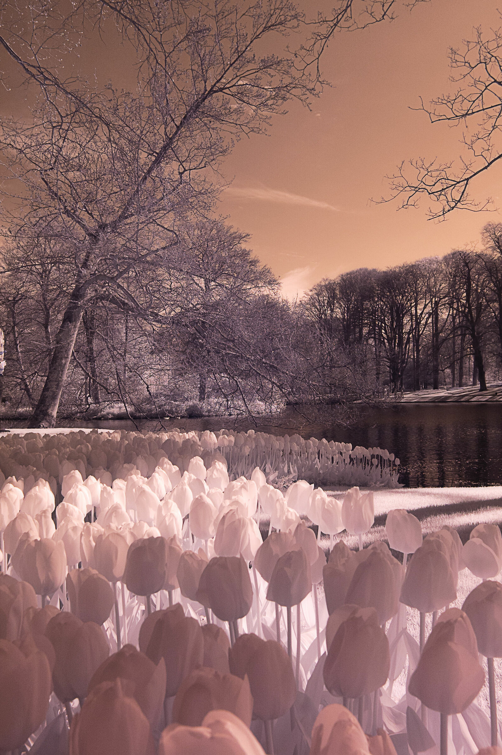 Nel paese delle meraviglie