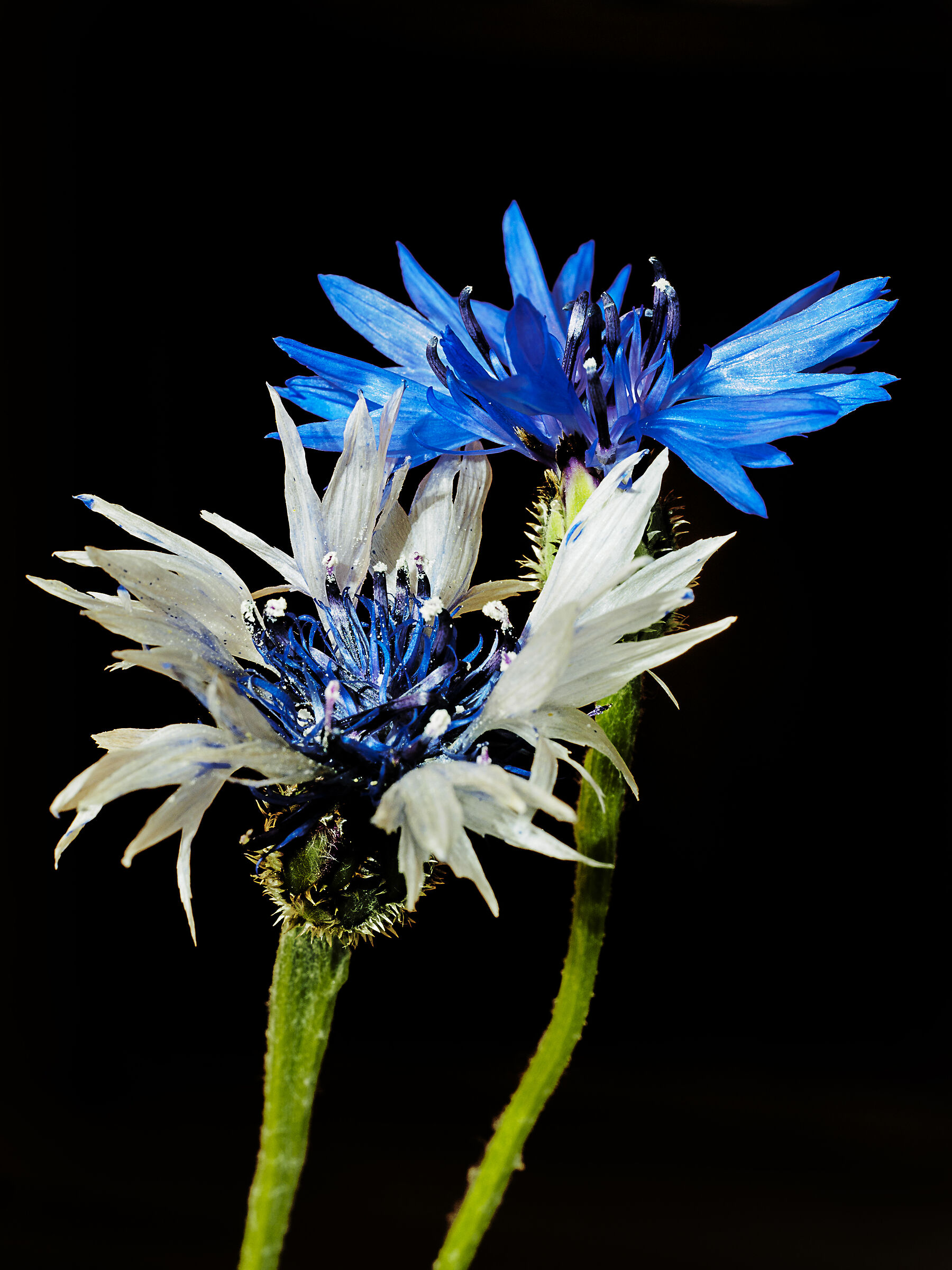 Cornflower