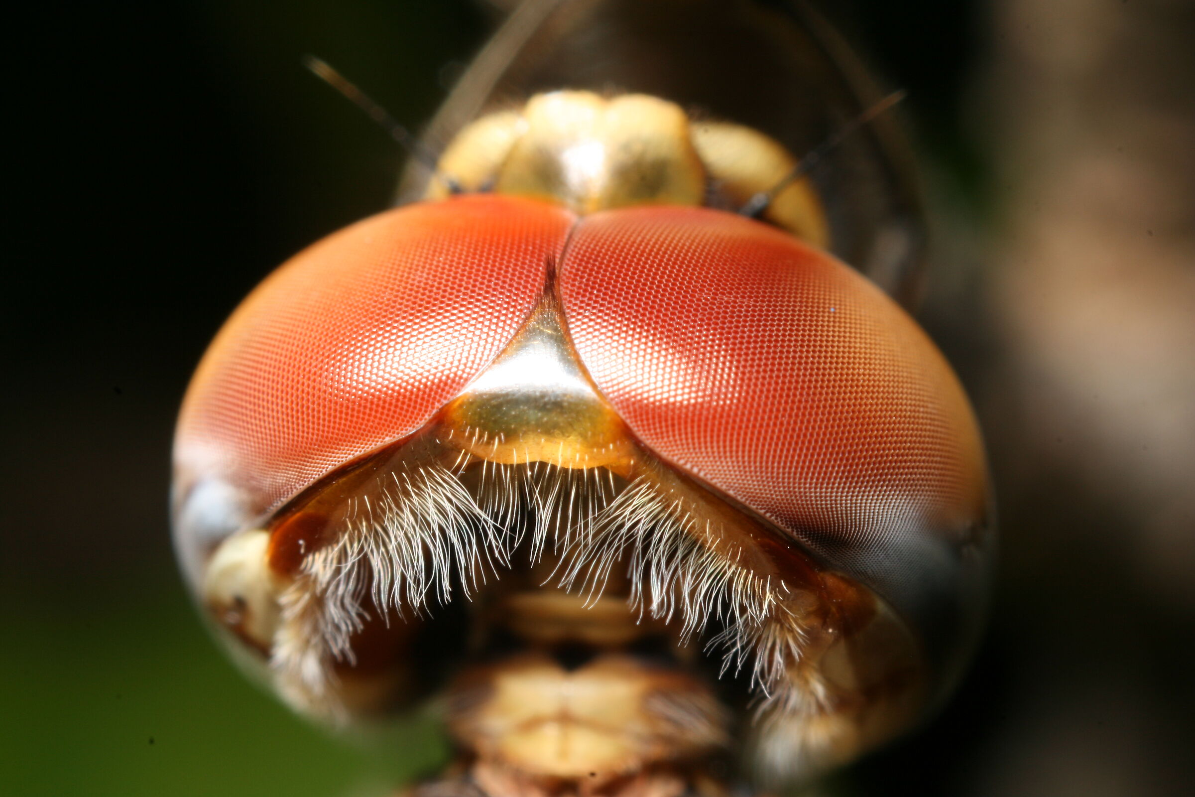 I pixel digitali registrano i pixel analogici.