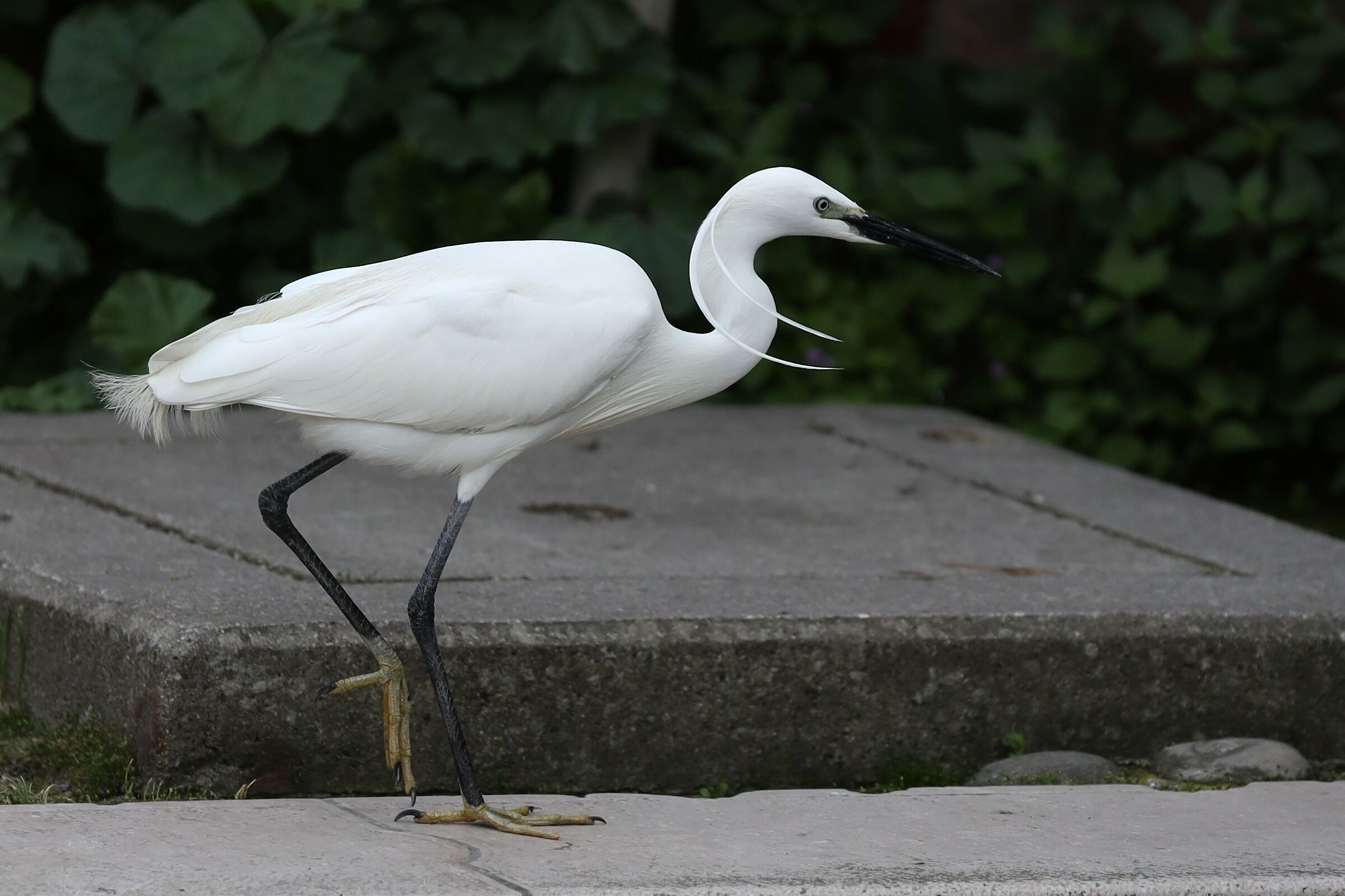 Eleganza allo stato puro...