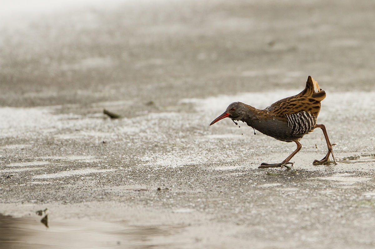 porciglione sul ghiaccio