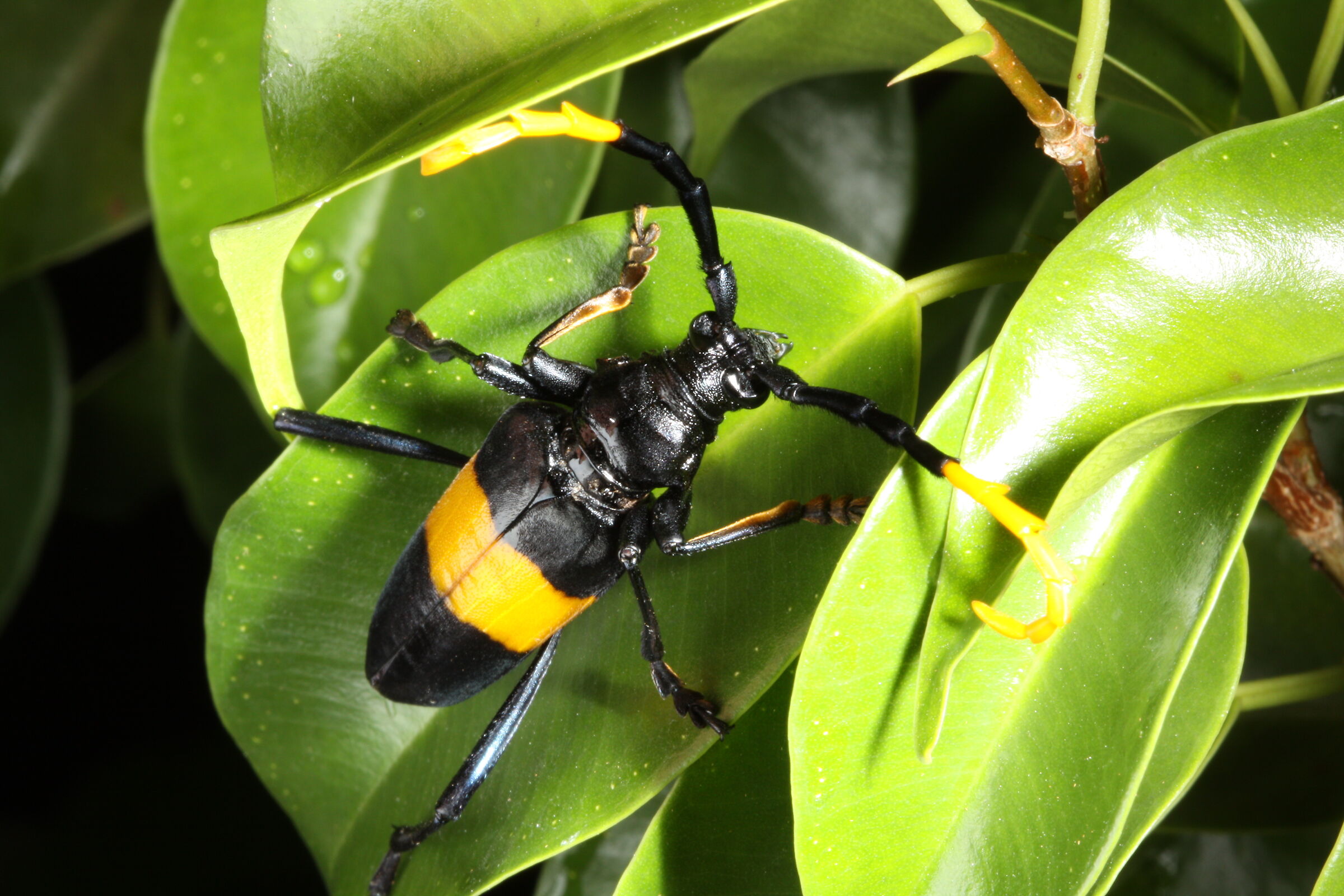 Scarabeo di Longhorn