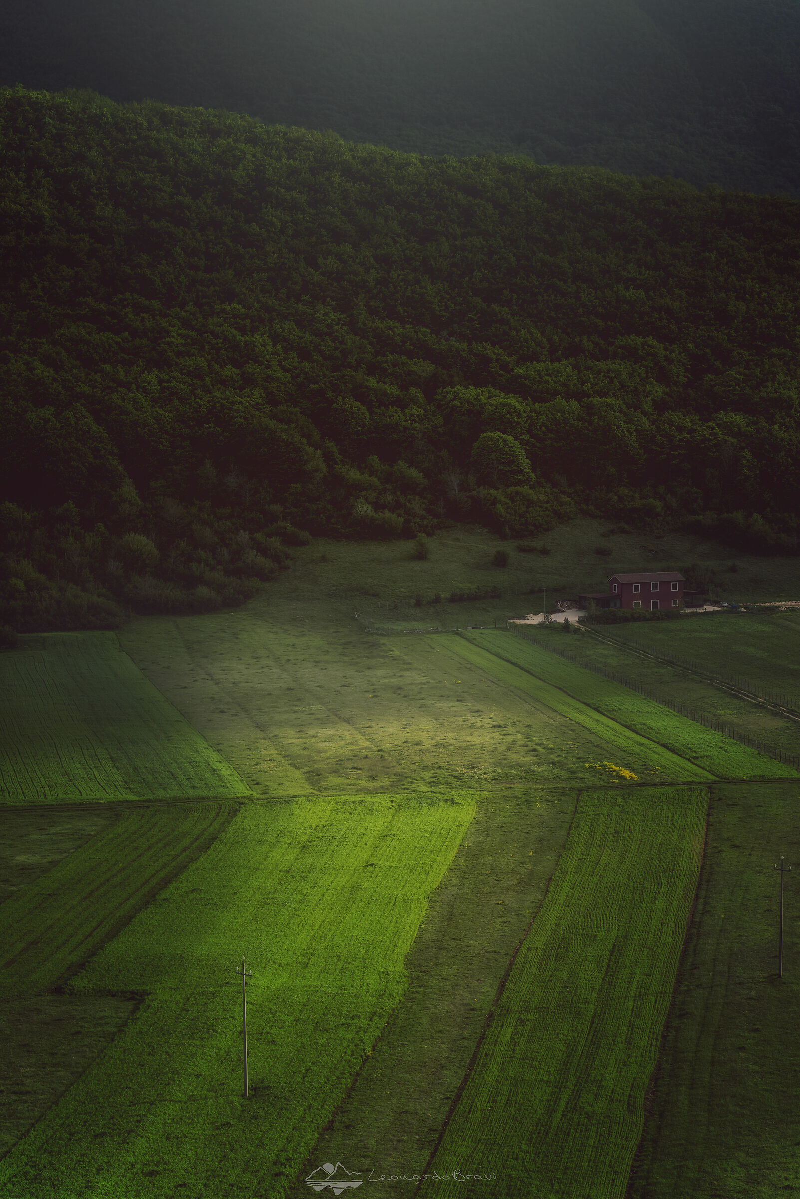 Field
